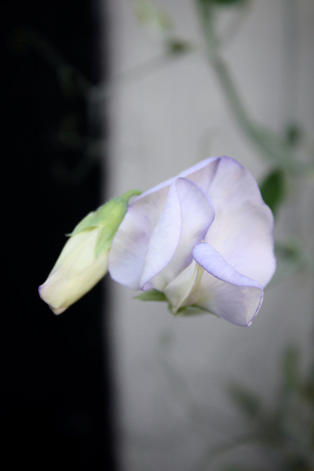 Lathyrus: Dyrkning, høst og pleje