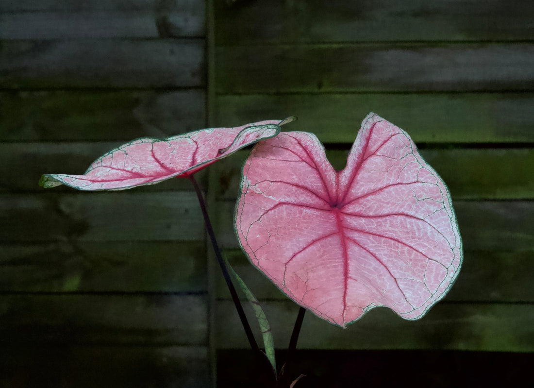 Caladium: Plantning, pasning og dvale