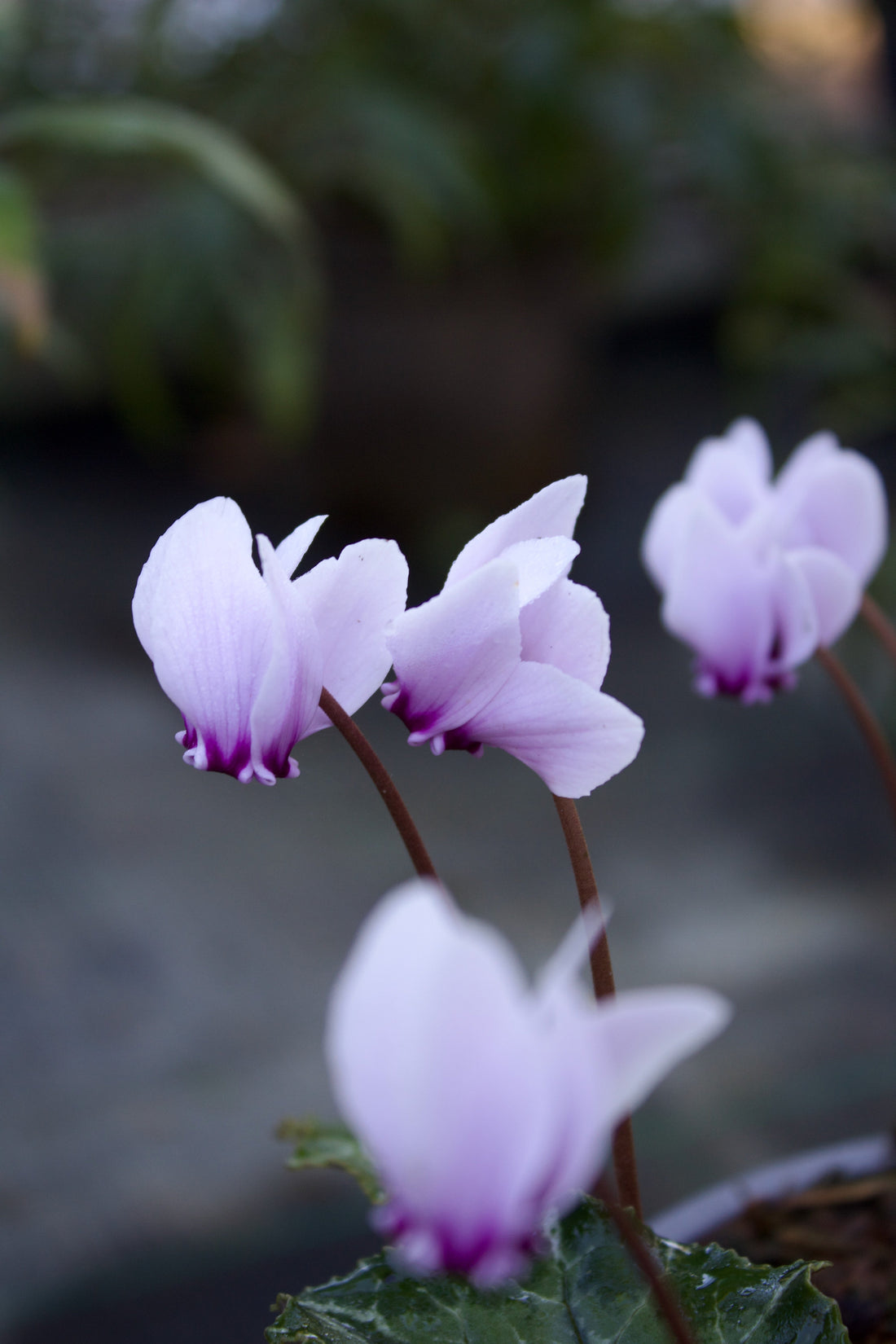 Anemone, Camassia, Erantis og alle de andre