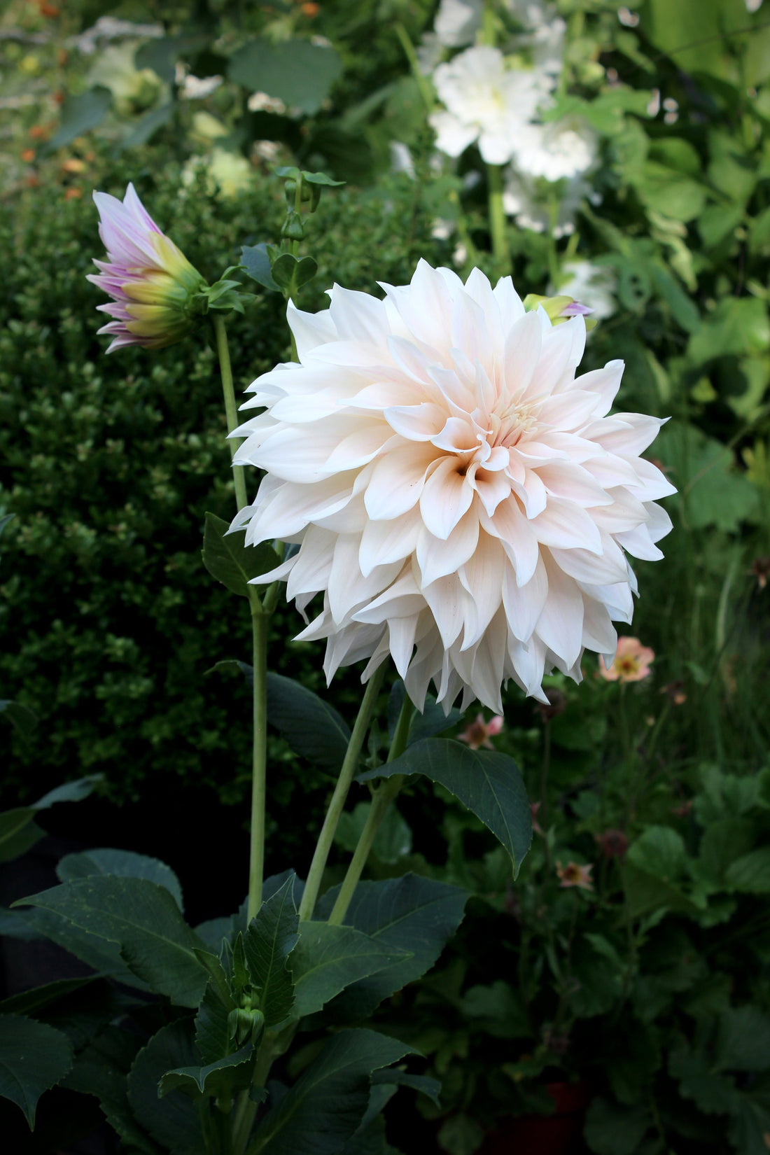 Dahlia: Grupper, lægning og pleje