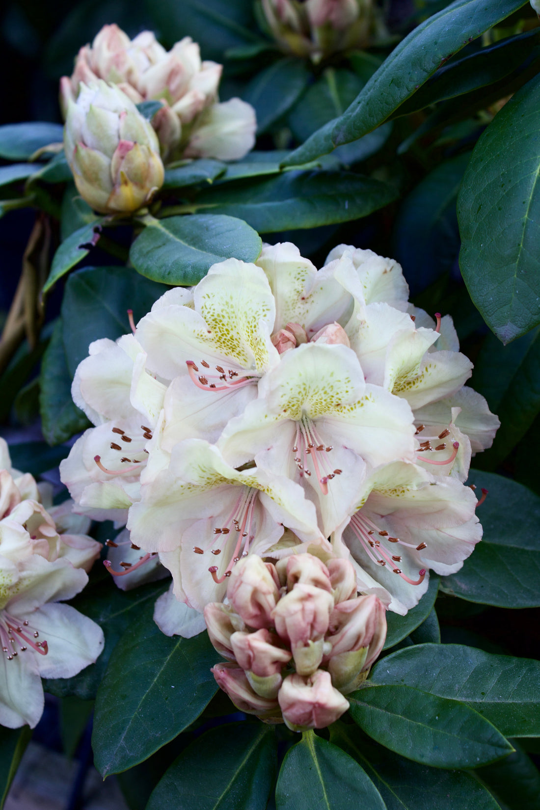 Rhododendron: Plantning, pasning og pleje