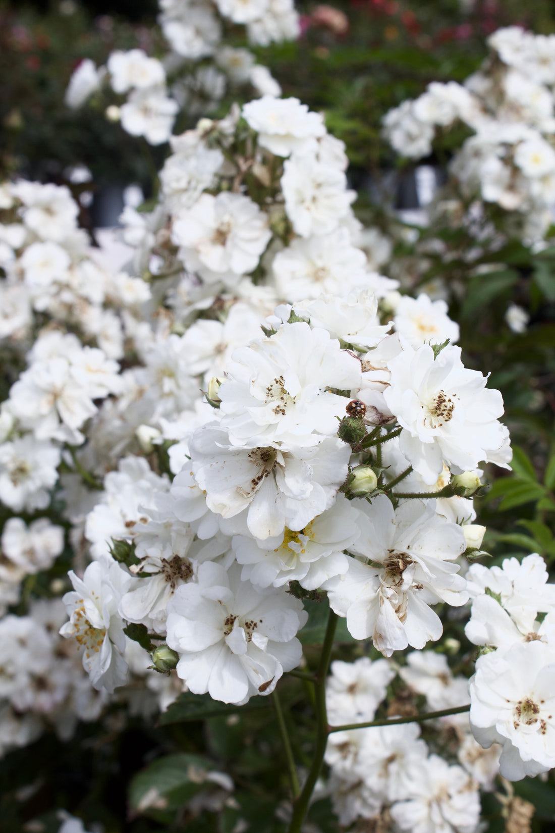 Roser: Plantning, pasning og pleje