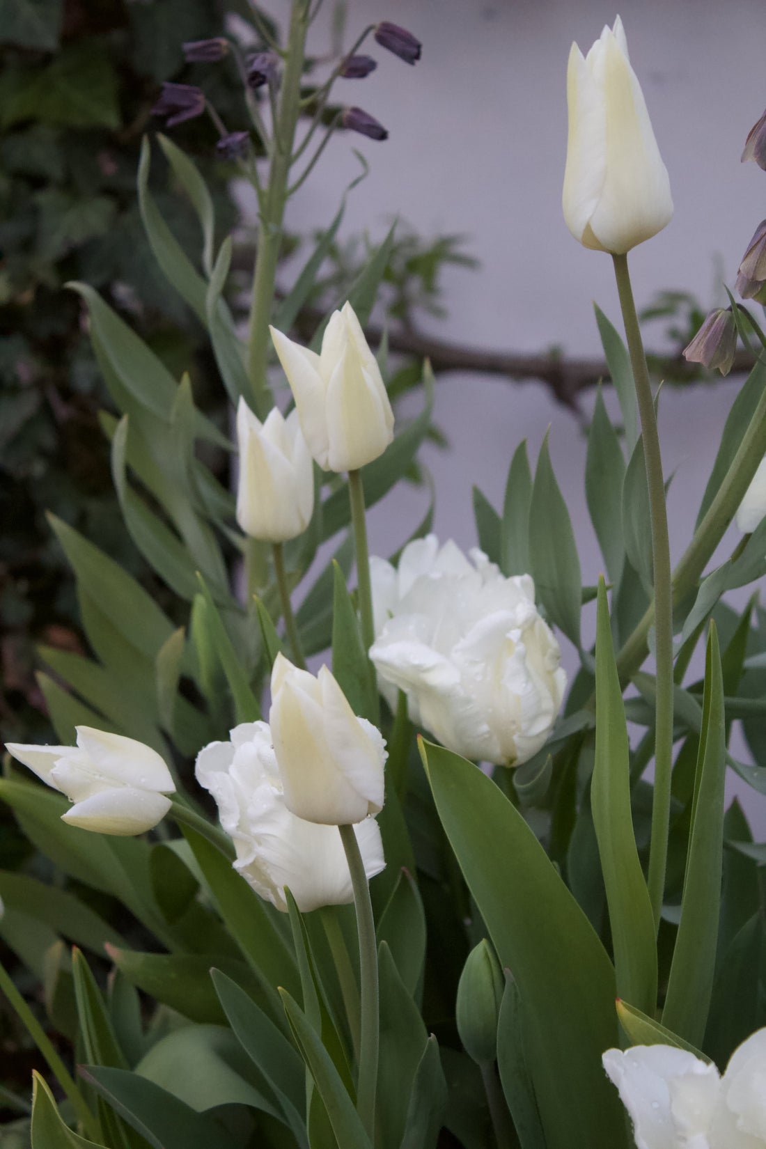 Lægning, pasning og pleje af blomsterløg
