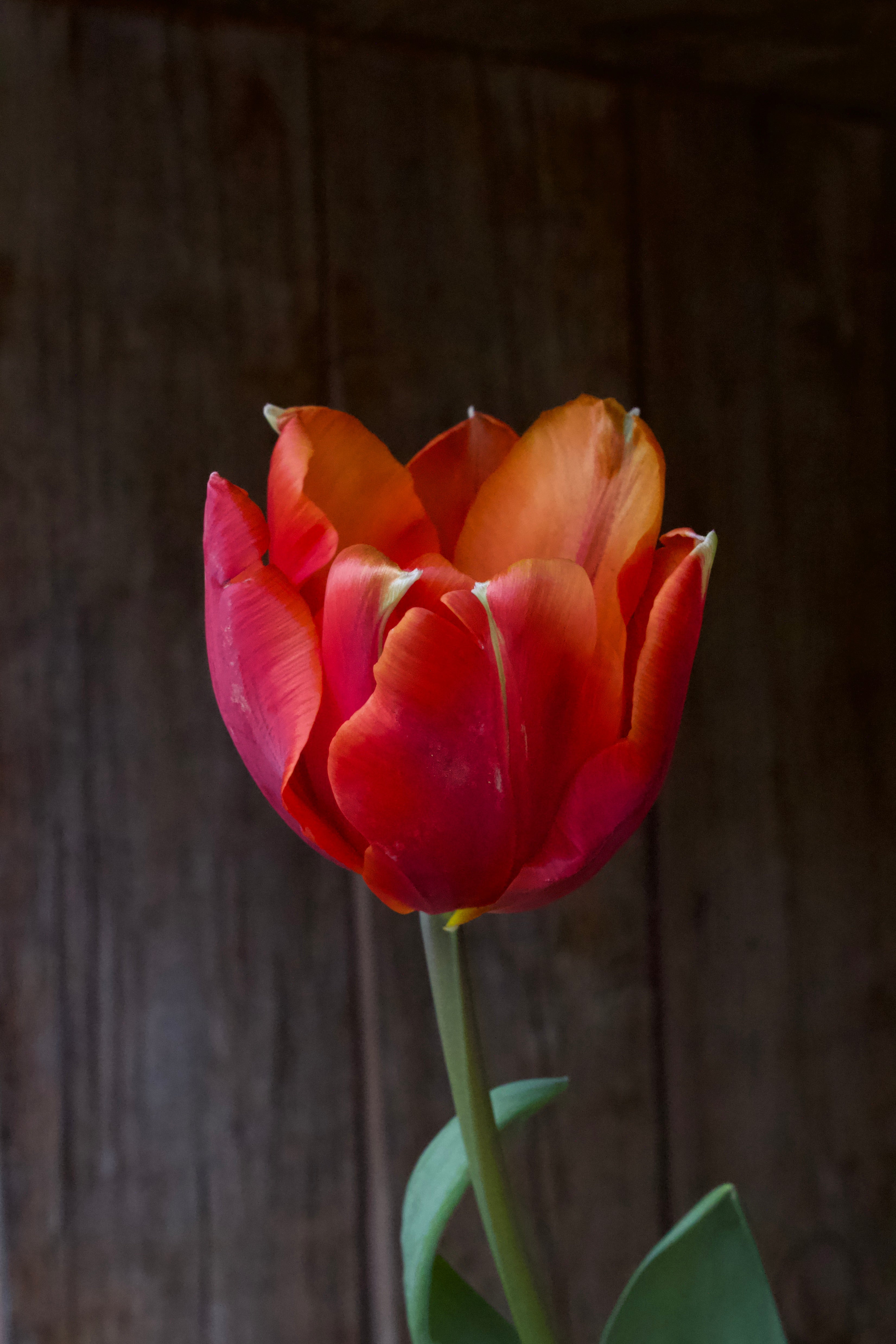 Forårsblomstrende løg