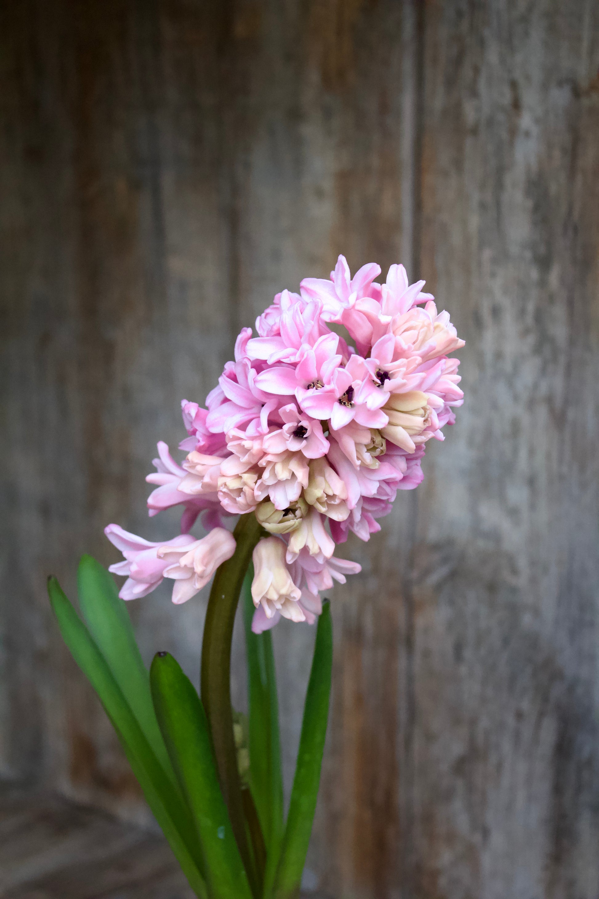 Hyacinthus 'Fondant' 17/18