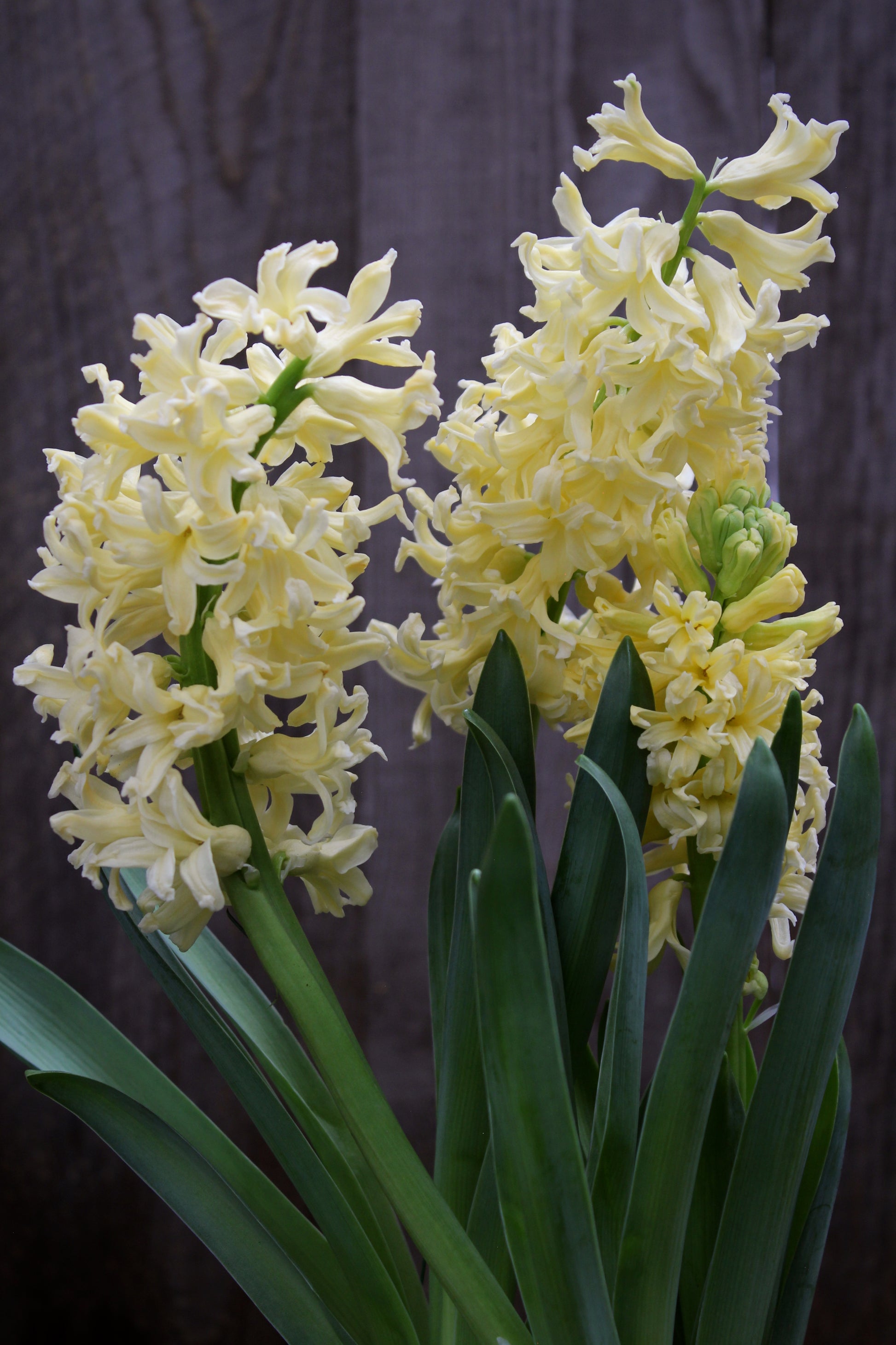 Hyacinthus 'Gipsy Princess' 17/18