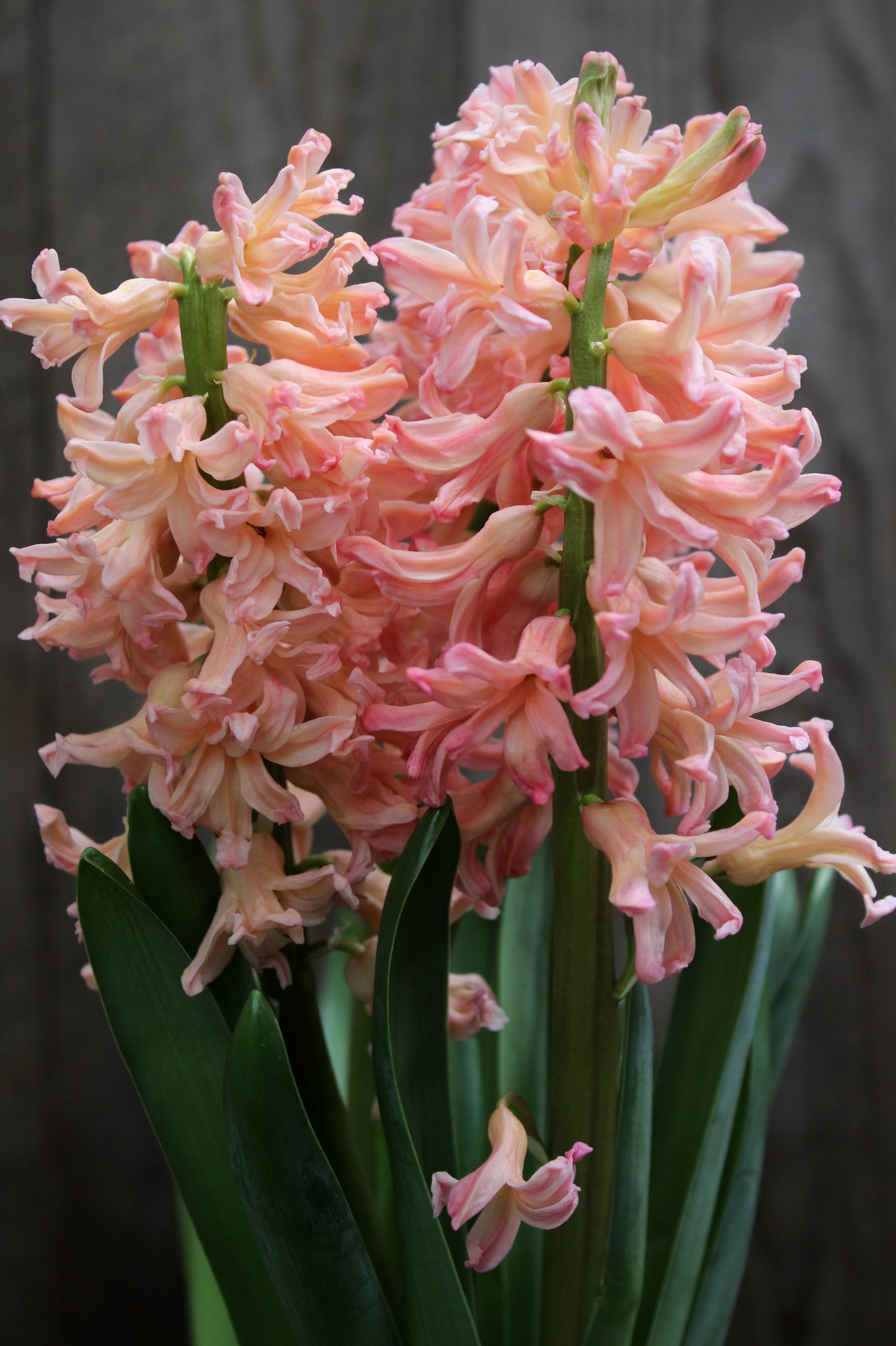 Hyacinthus 'Gipsy Queen' 17/18