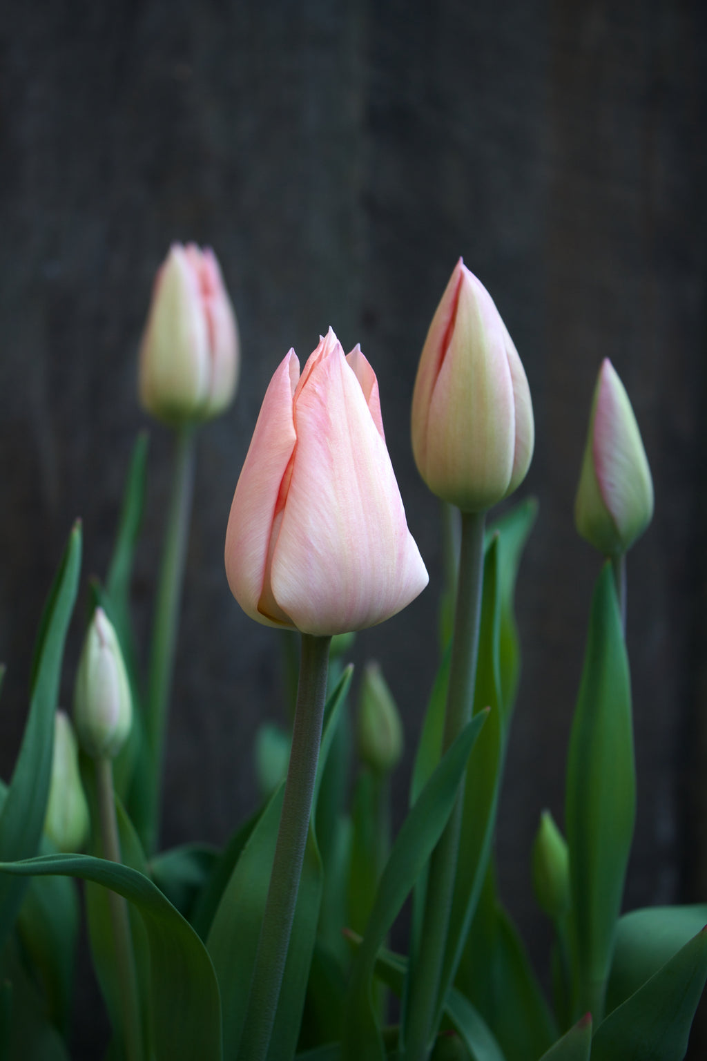 Tulipa 'Apricot Beauty' 12/+