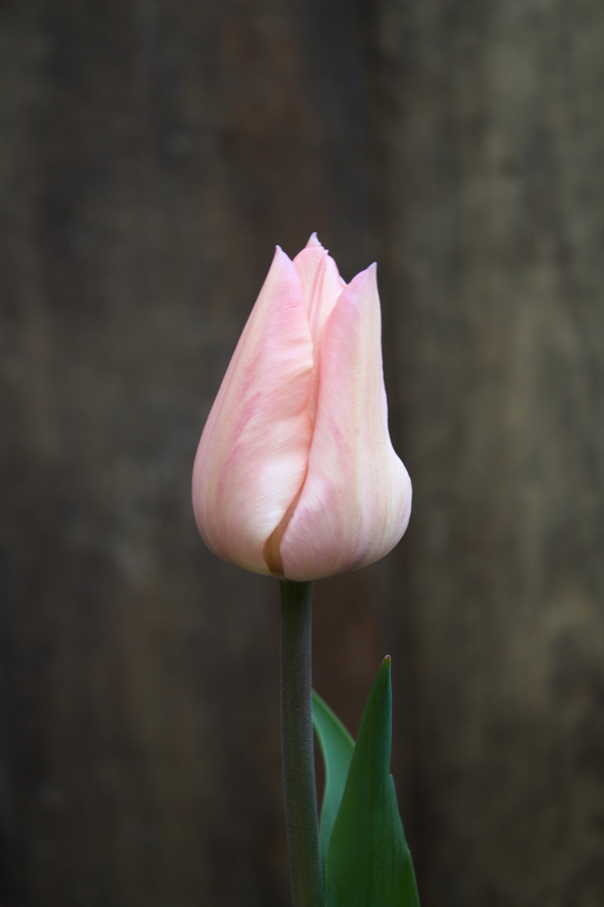 Tulipa 'Apricot Beauty' 12/+