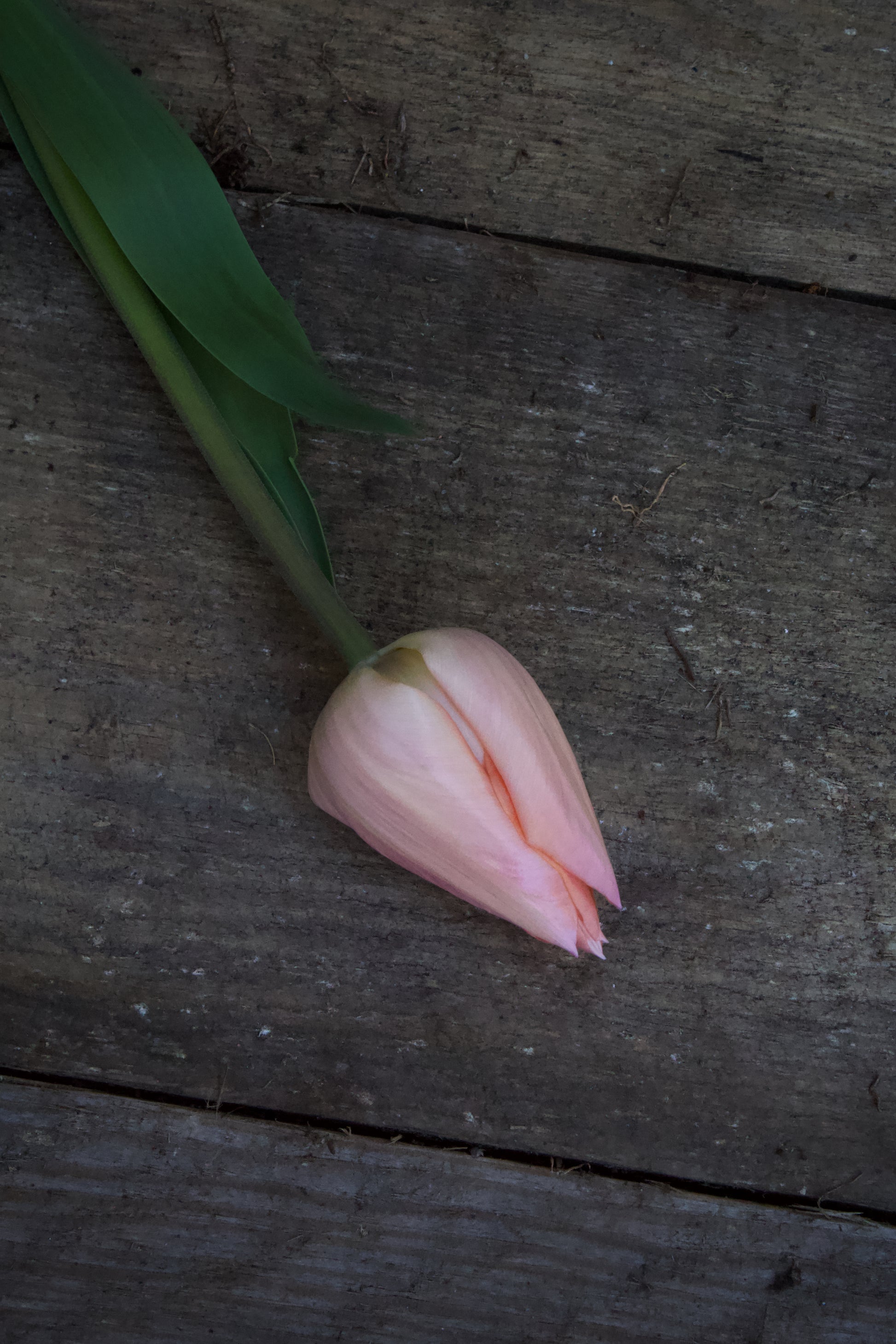 Tulipa 'Apricot Beauty' 12/+