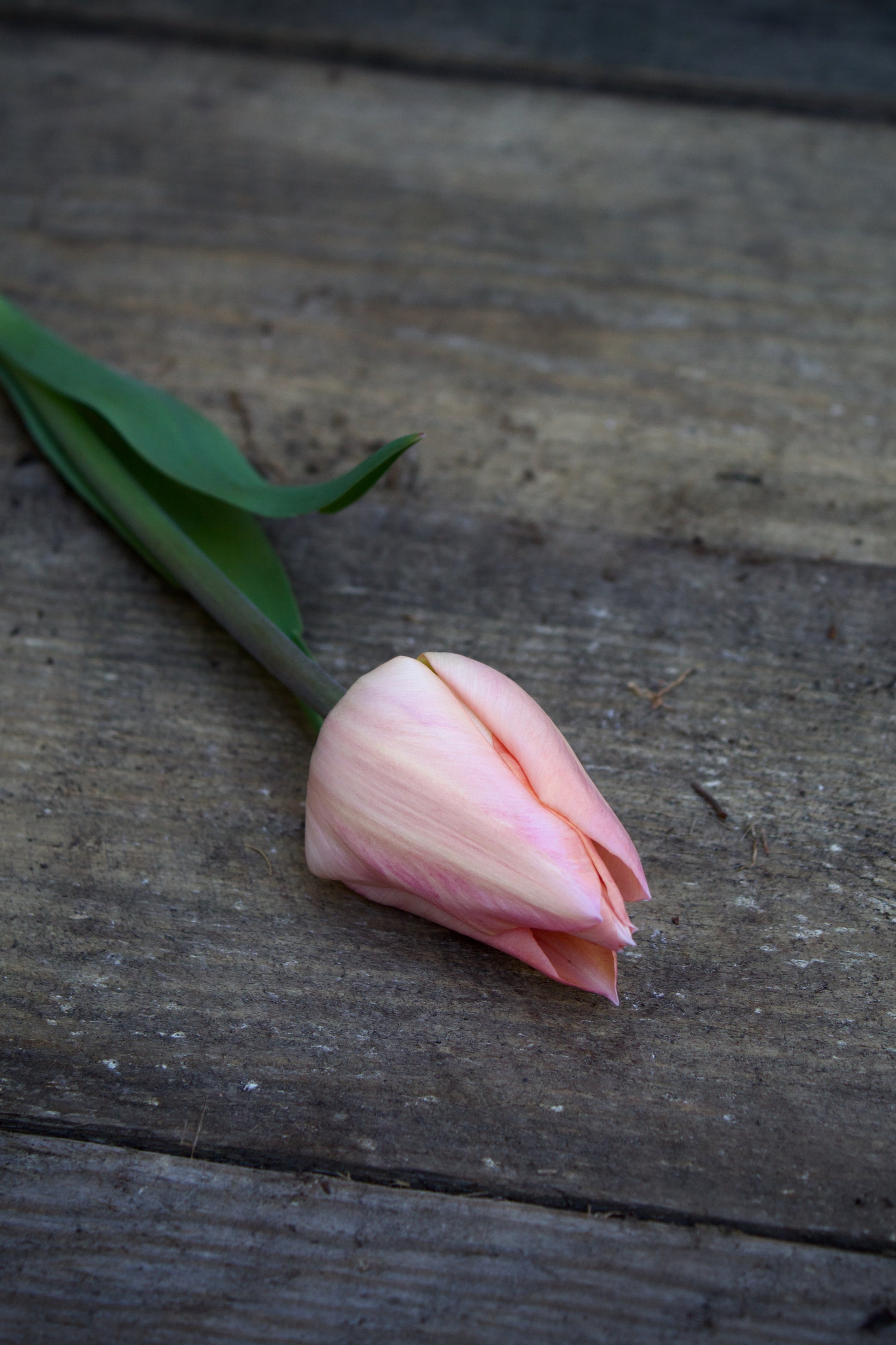 Tulipa 'Apricot Beauty' 12/+