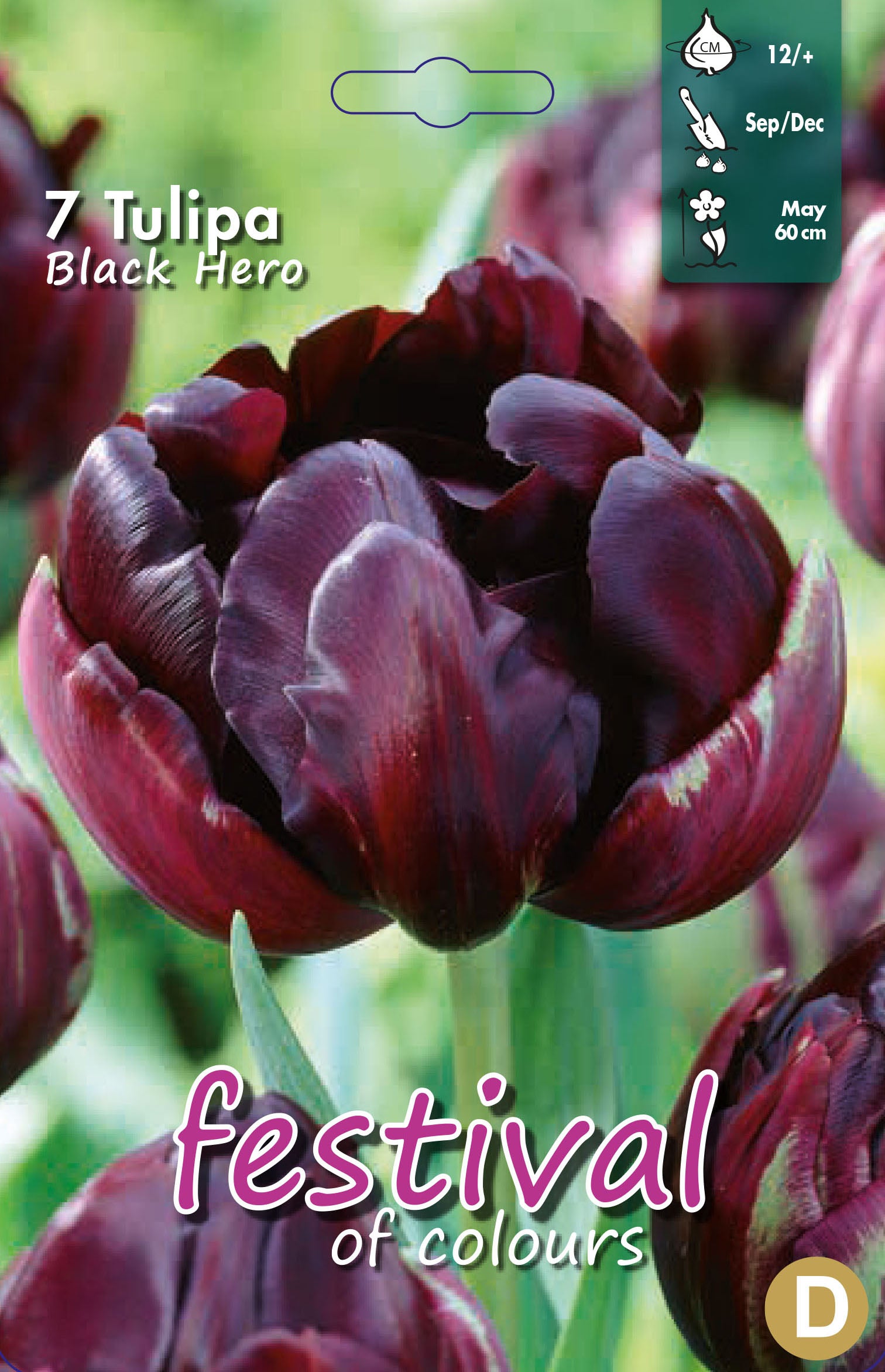 Tulipa 'Black Hero' 12/+