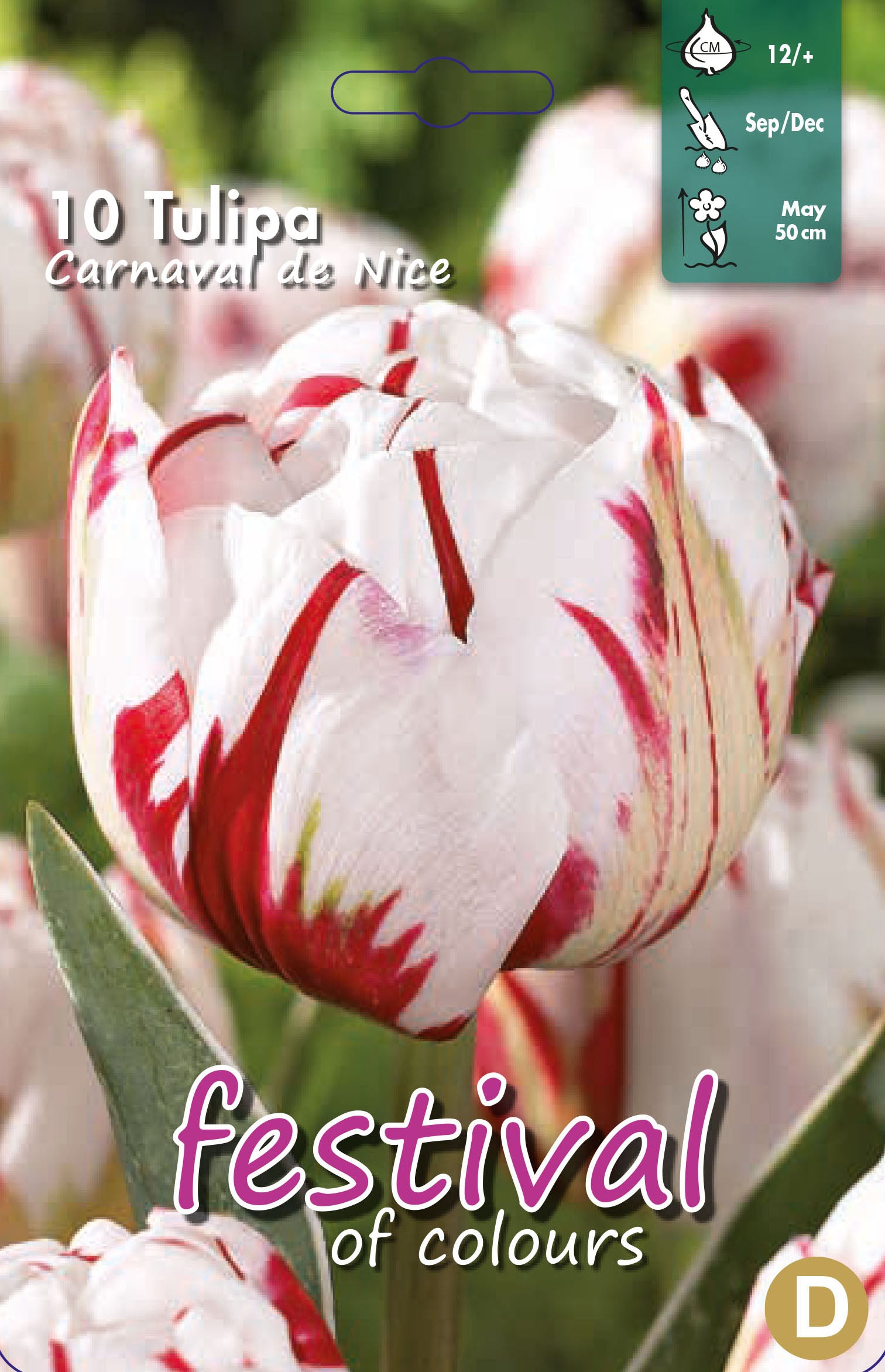 Tulipa 'Carnaval de Nice' 12/+