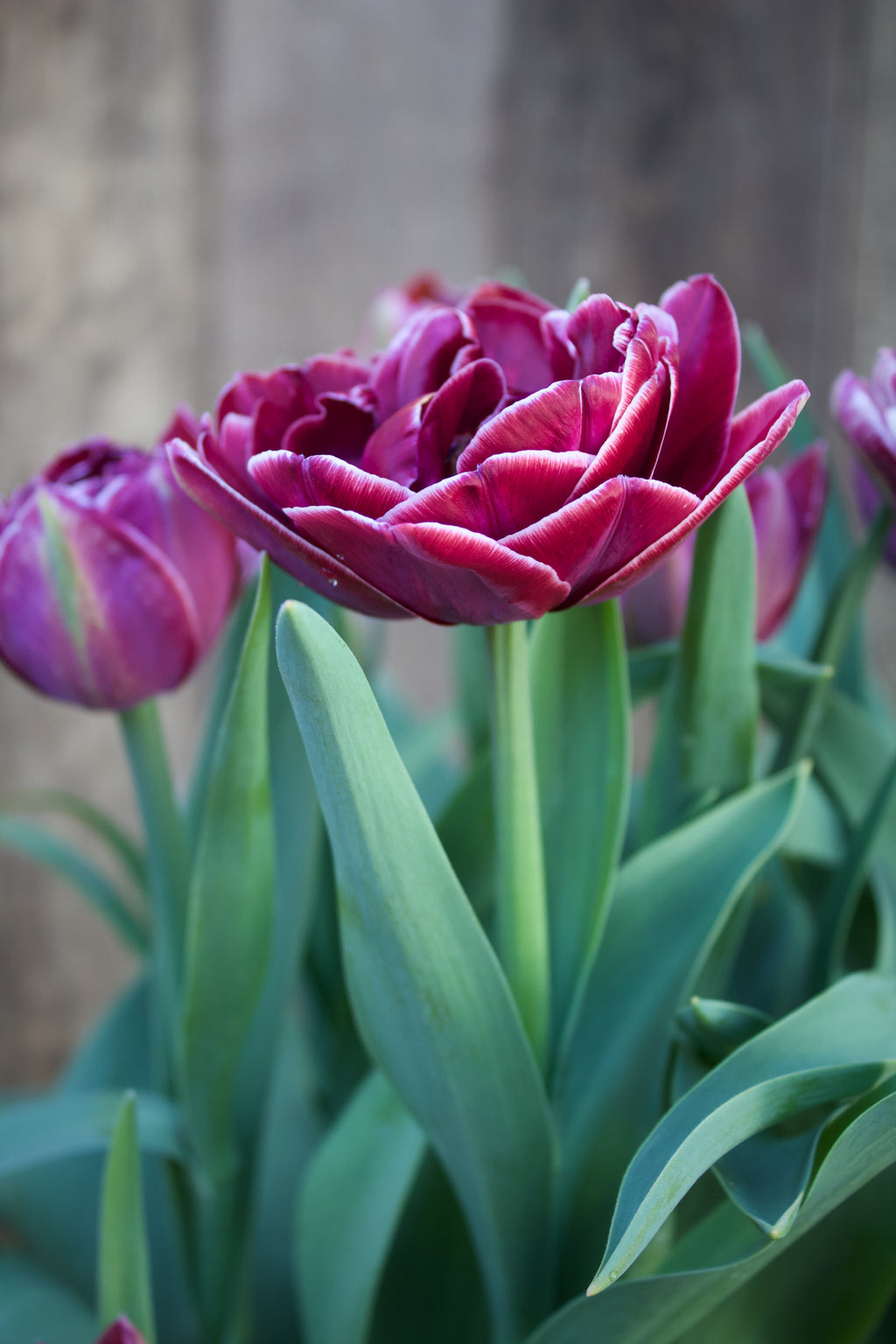 Tulipa 'Dream Touch' 11/12