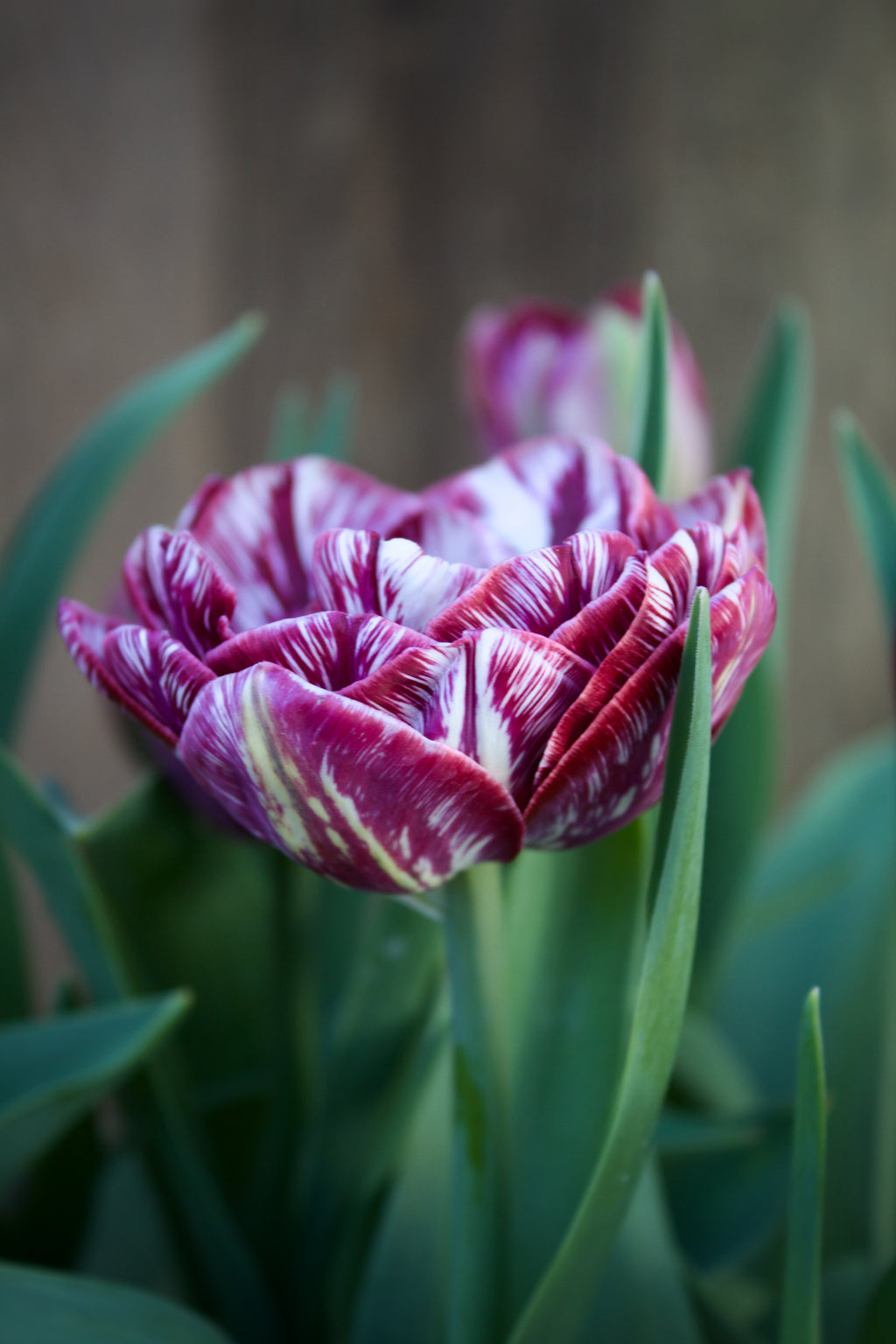 Tulipa 'Dream Touch' 11/12