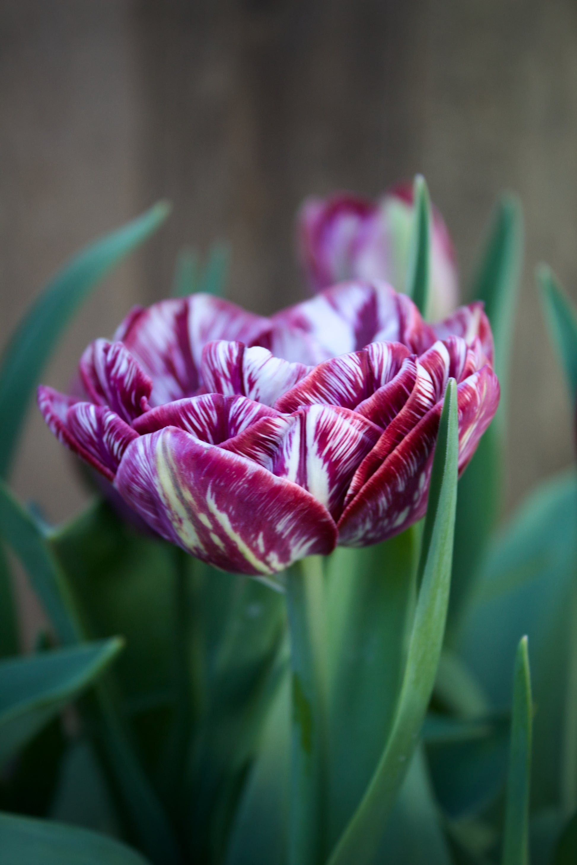 Tulipa 'Dream Touch' 11/12