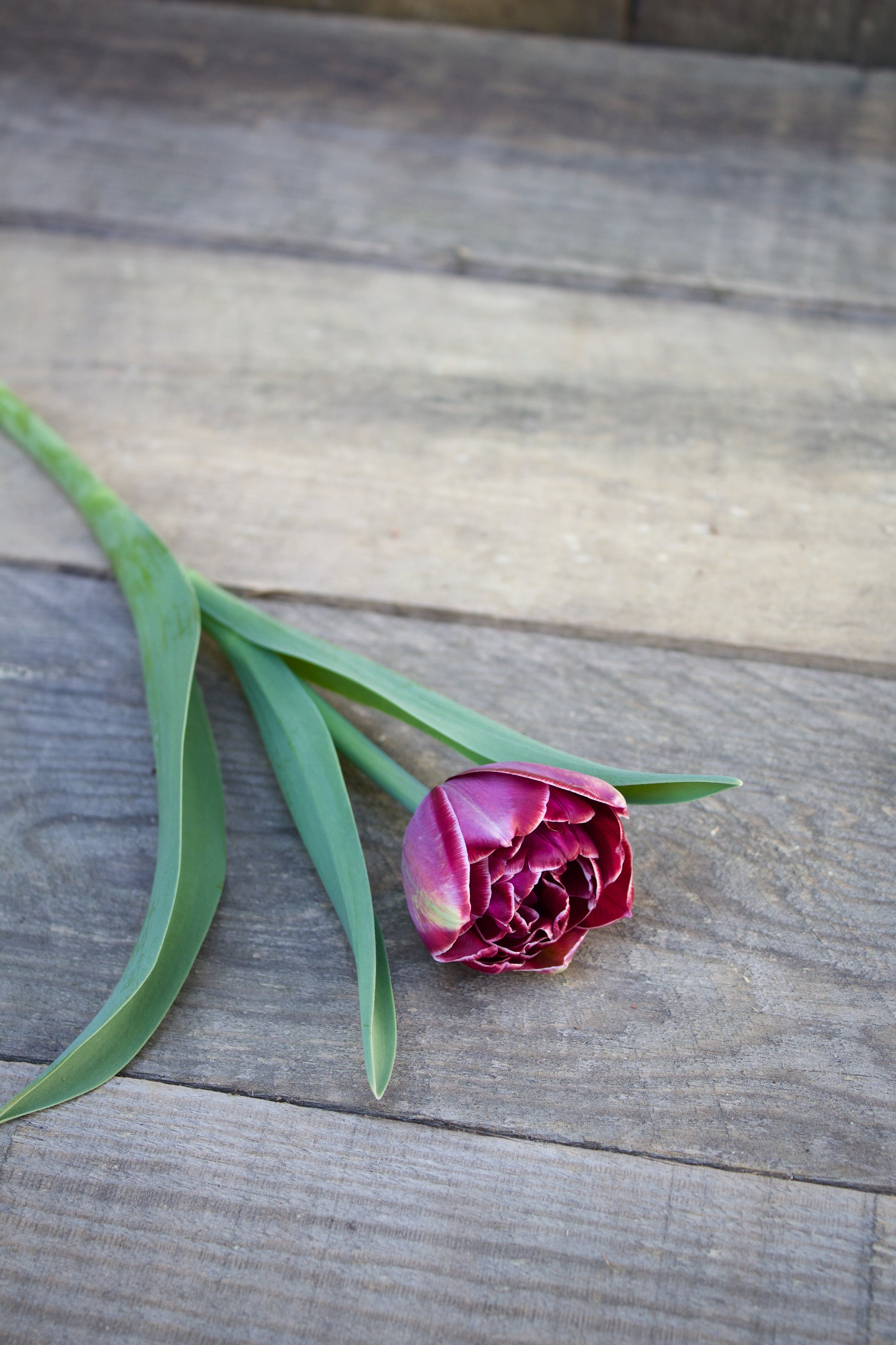 Tulipa 'Dream Touch' 11/12