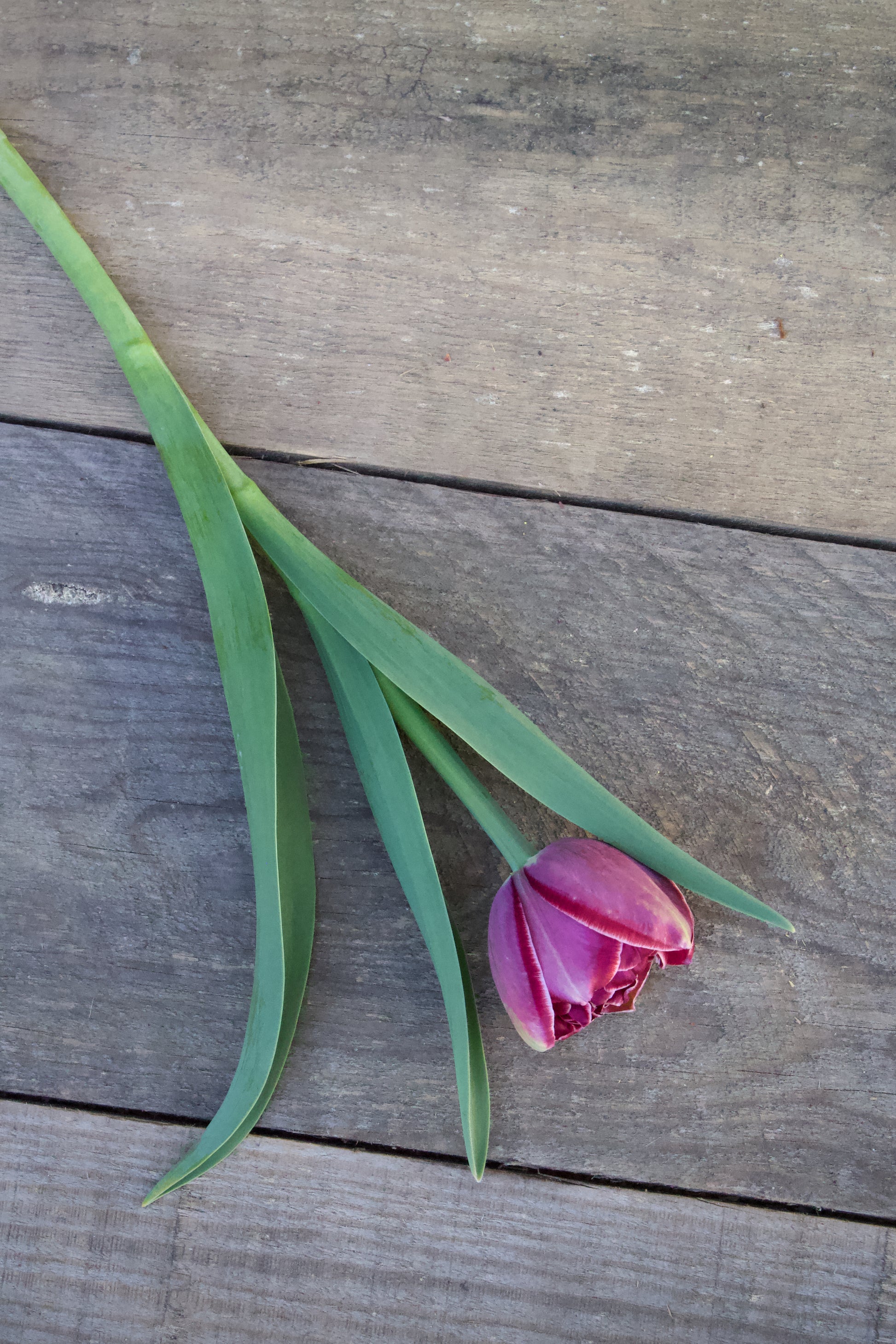 Tulipa 'Dream Touch' 11/12