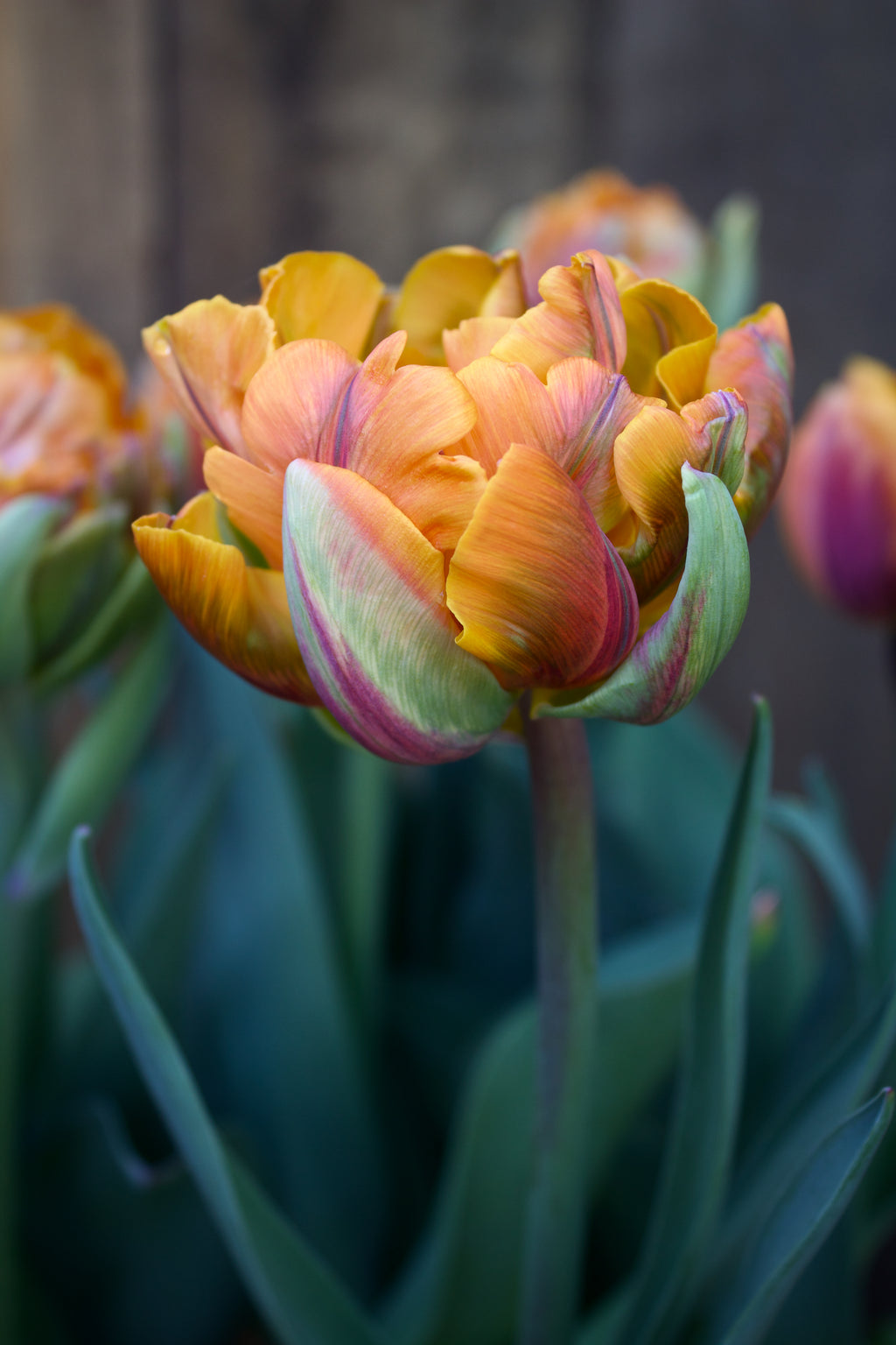 Tulipa 'Orange Princess' 12/+
