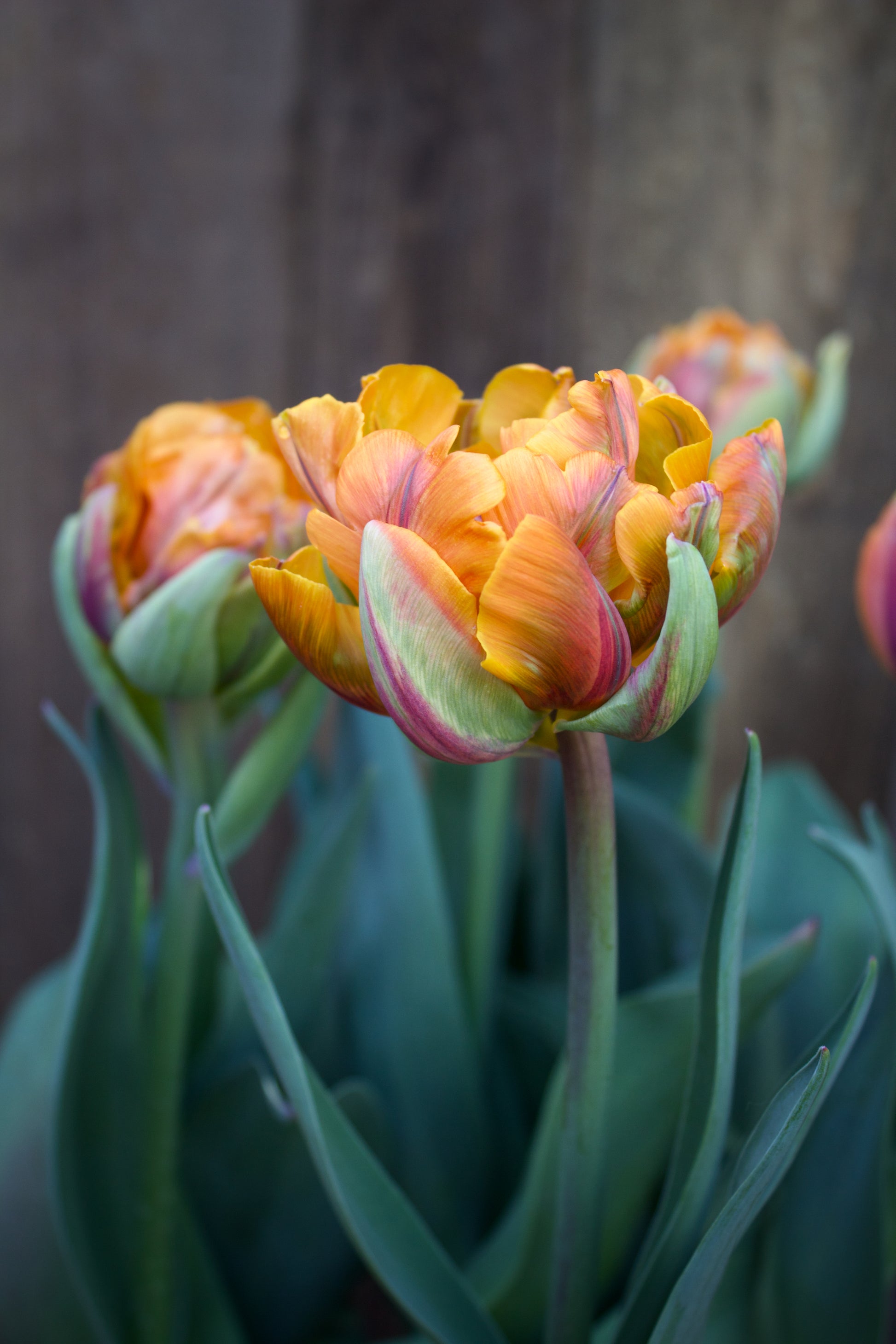 Tulipa 'Orange Princess' 12/+
