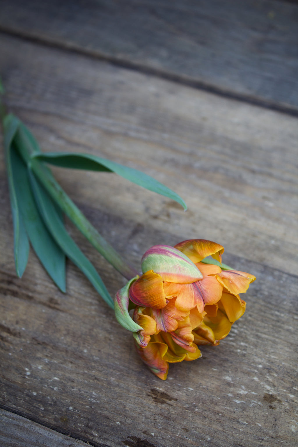 Tulipa 'Orange Princess' 12/+