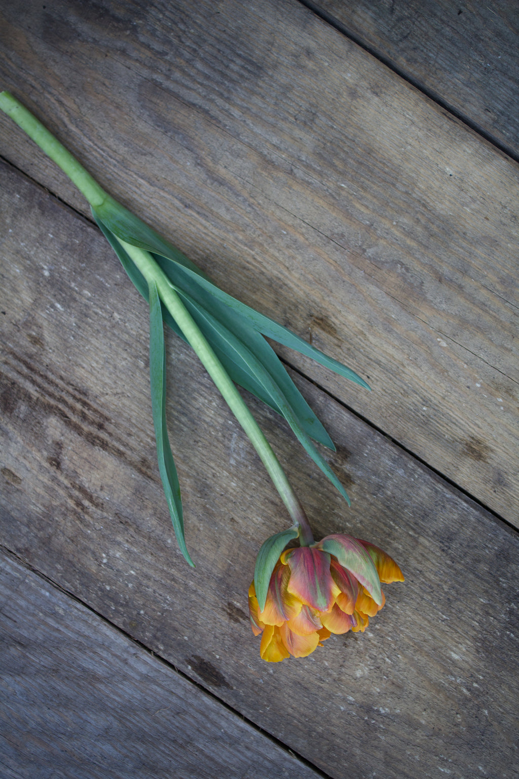 Tulipa 'Orange Princess' 12/+