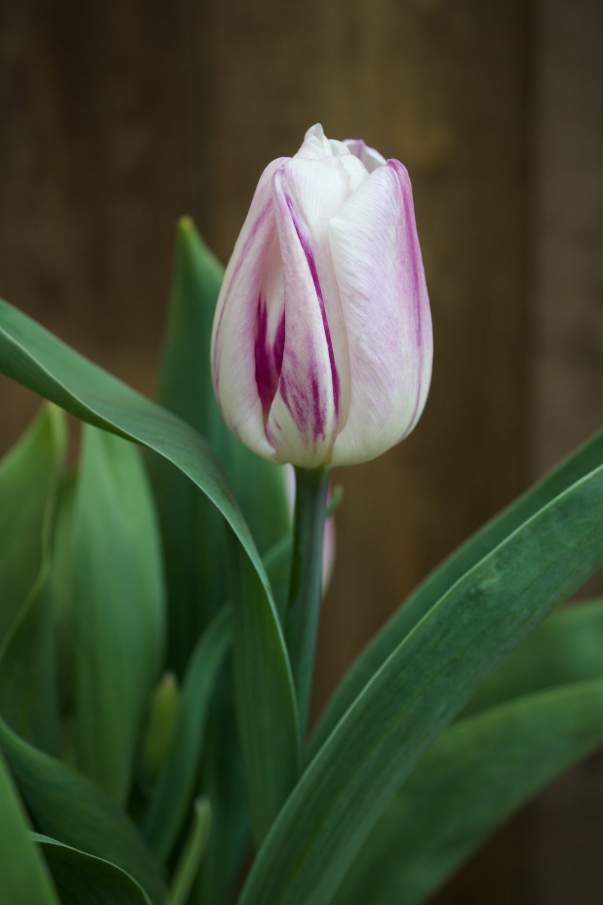 Tulipa 'Flaming Flag' 12/+