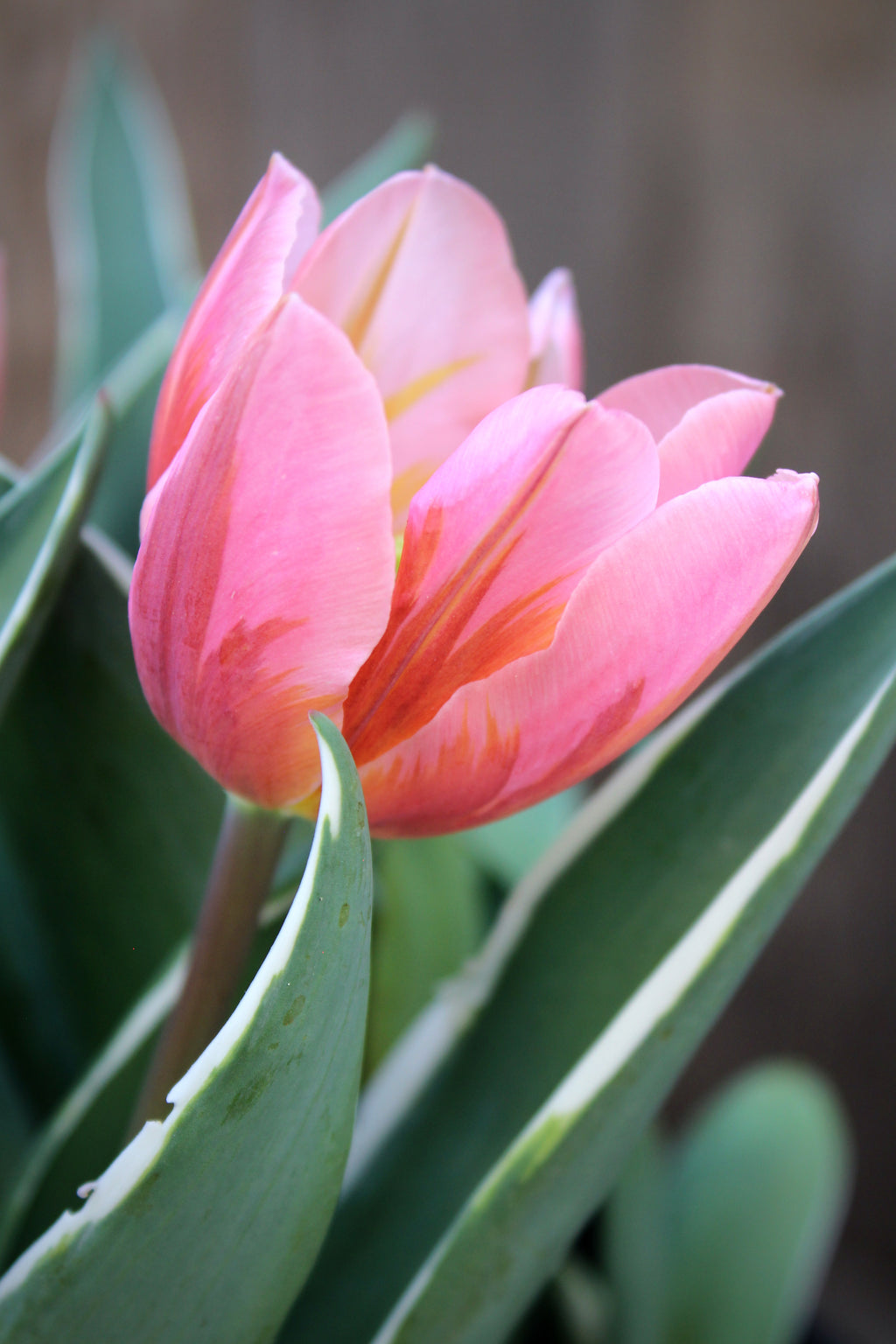 Tulipa 'Pretty Princess' 12/+