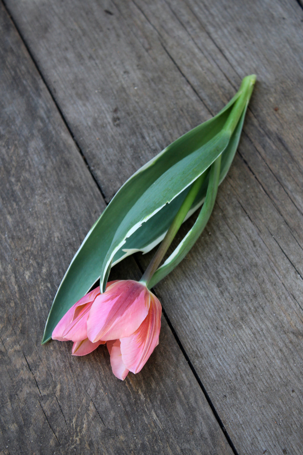 Tulipa 'Pretty Princess' 12/+