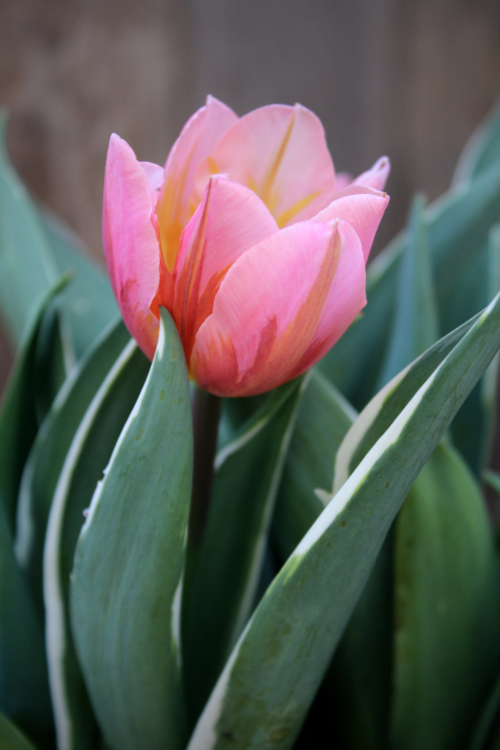 Tulipa 'Pretty Princess' 12/+