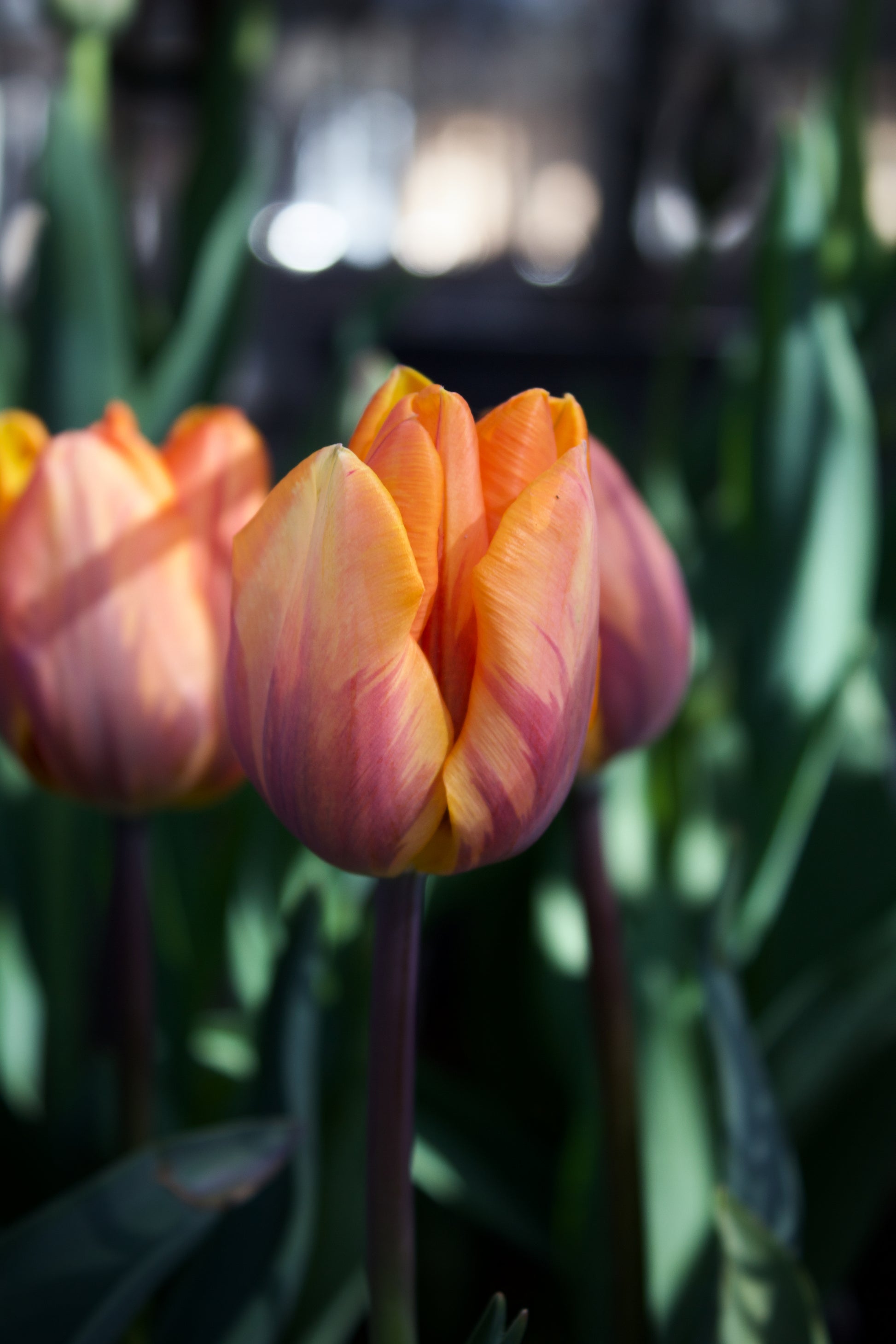 Tulipa 'Prinses Irene' 12/+