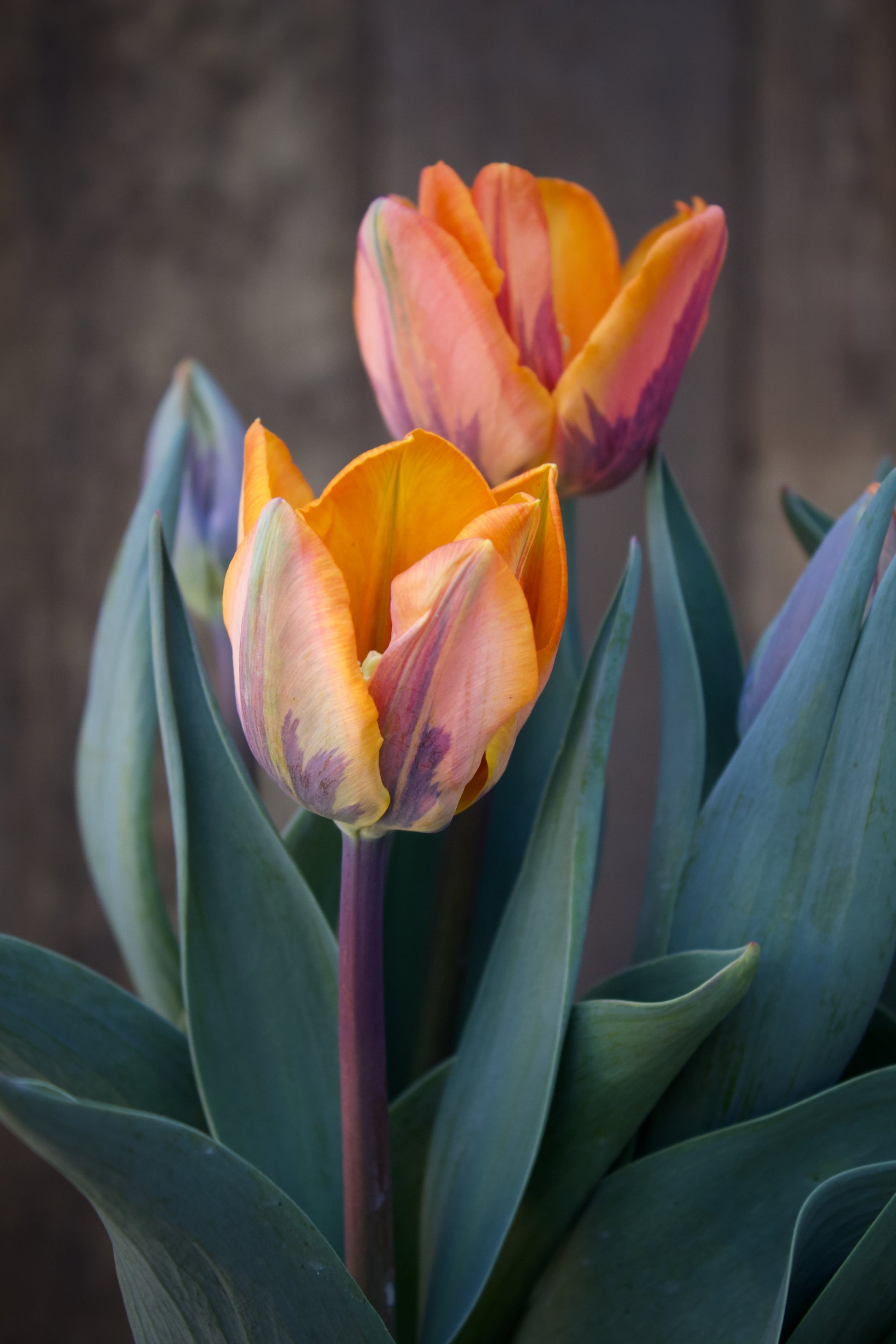 Tulipa 'Prinses Irene' 12/+