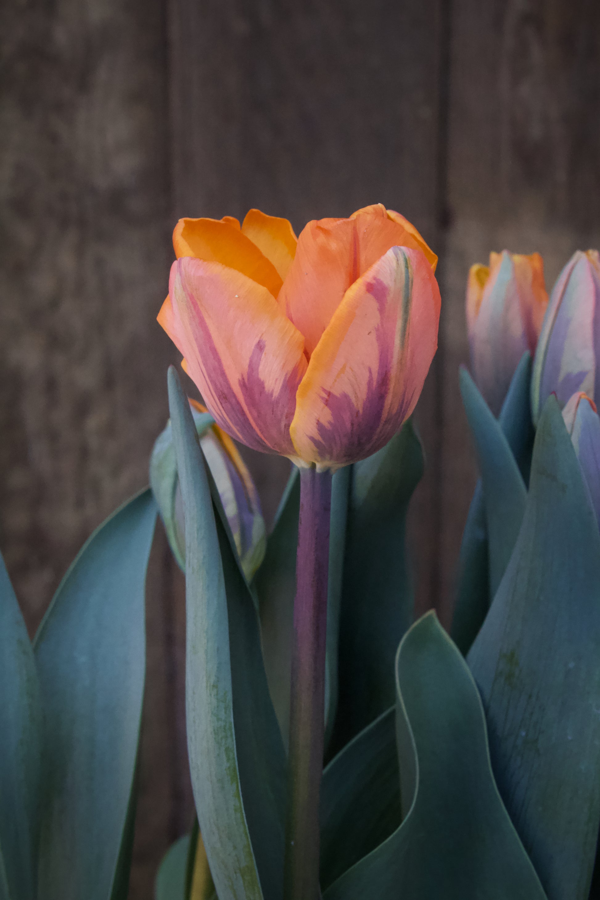 Tulipa 'Prinses Irene' 12/+