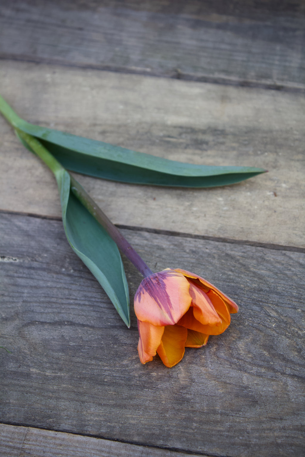 Tulipa 'Prinses Irene' 12/+