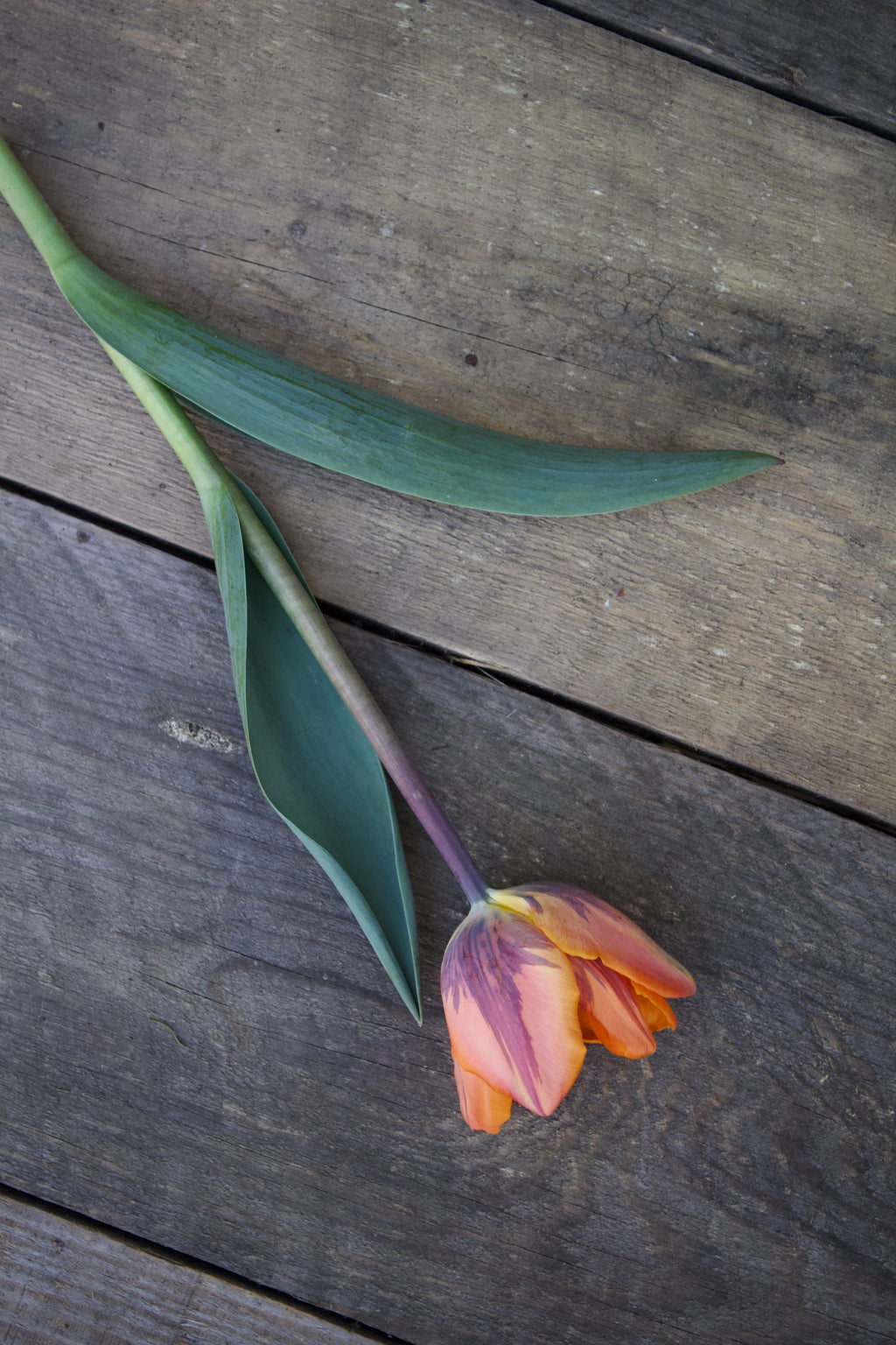 Tulipa 'Prinses Irene' 12/+