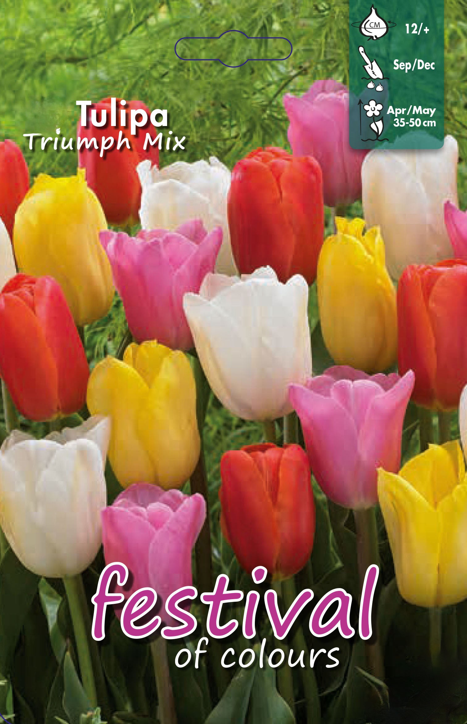 Tulipa, Triumph Mixed 12/+
