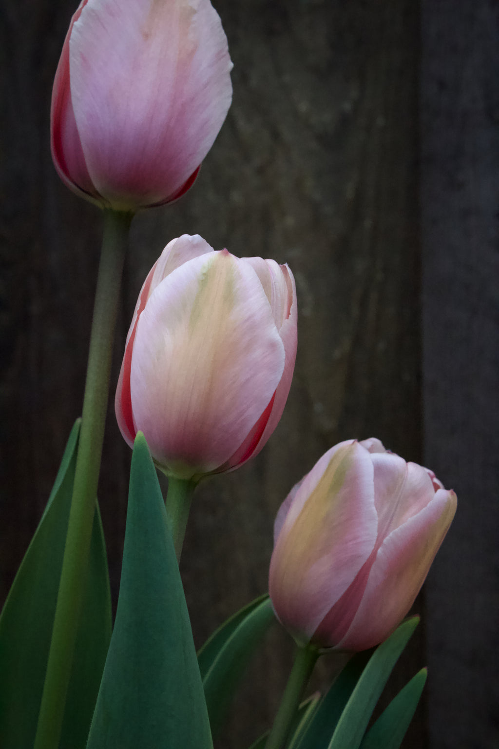 Tulipa 'Apricot Impression' 12/+