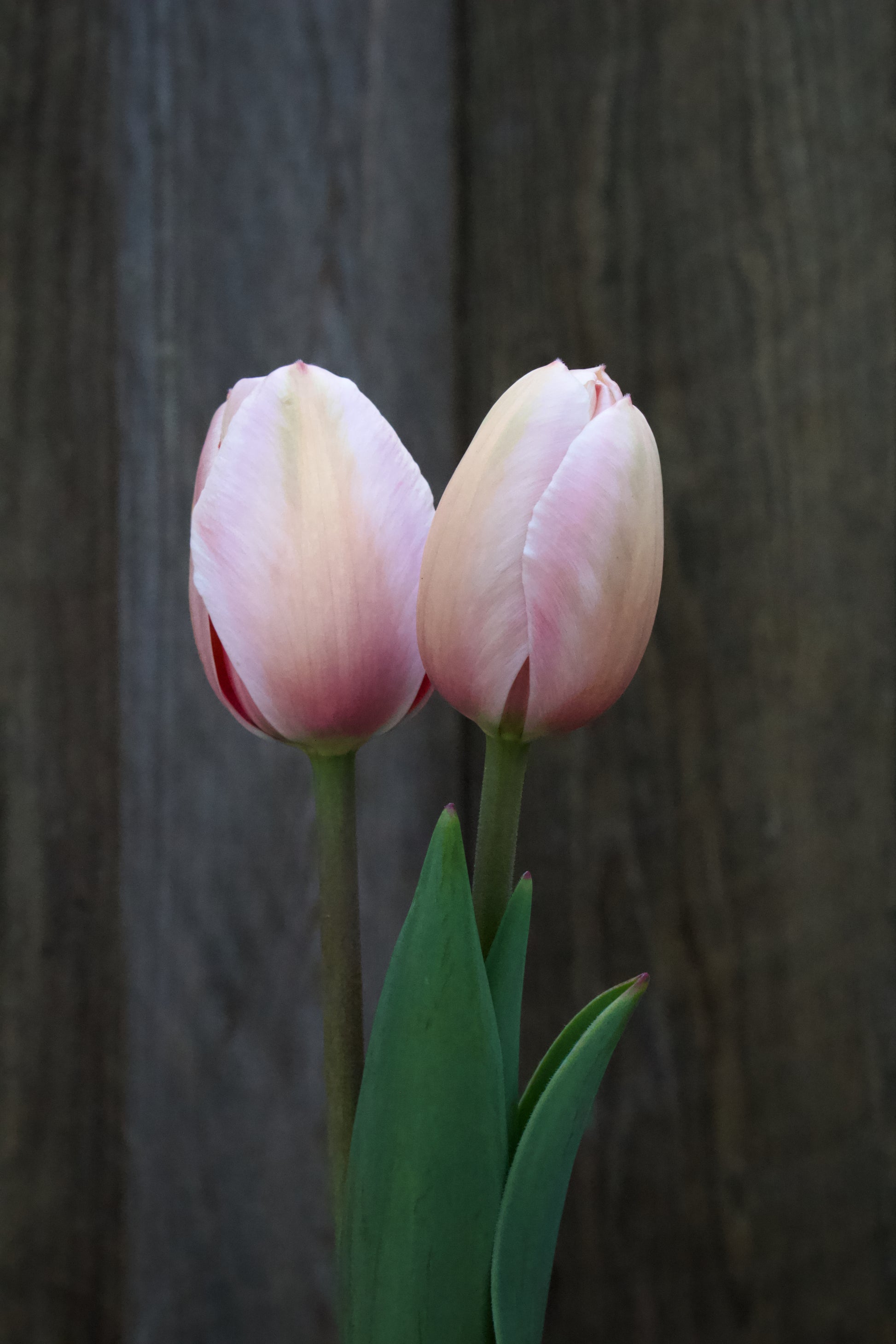 Tulipa 'Apricot Impression' 12/+
