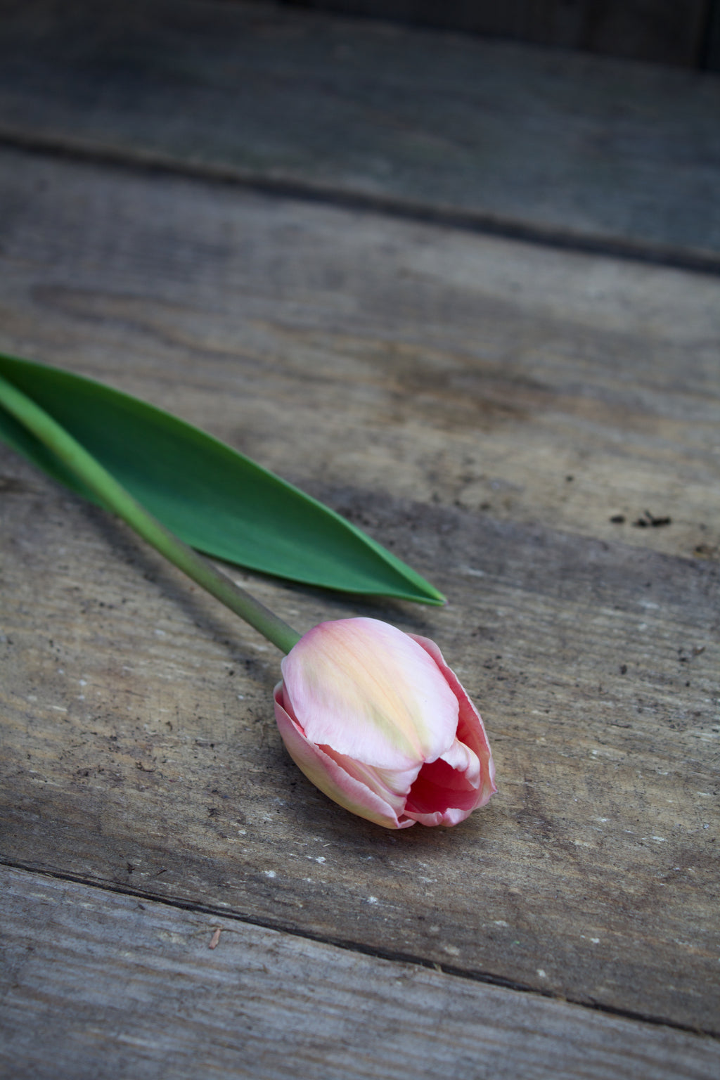 Tulipa 'Apricot Impression' 12/+