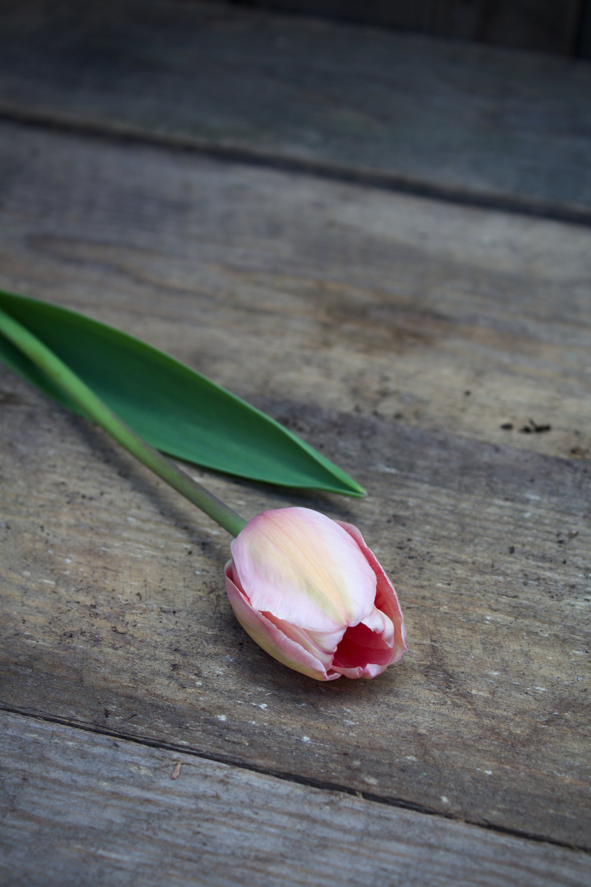 Tulipa 'Apricot Impression' 12/+