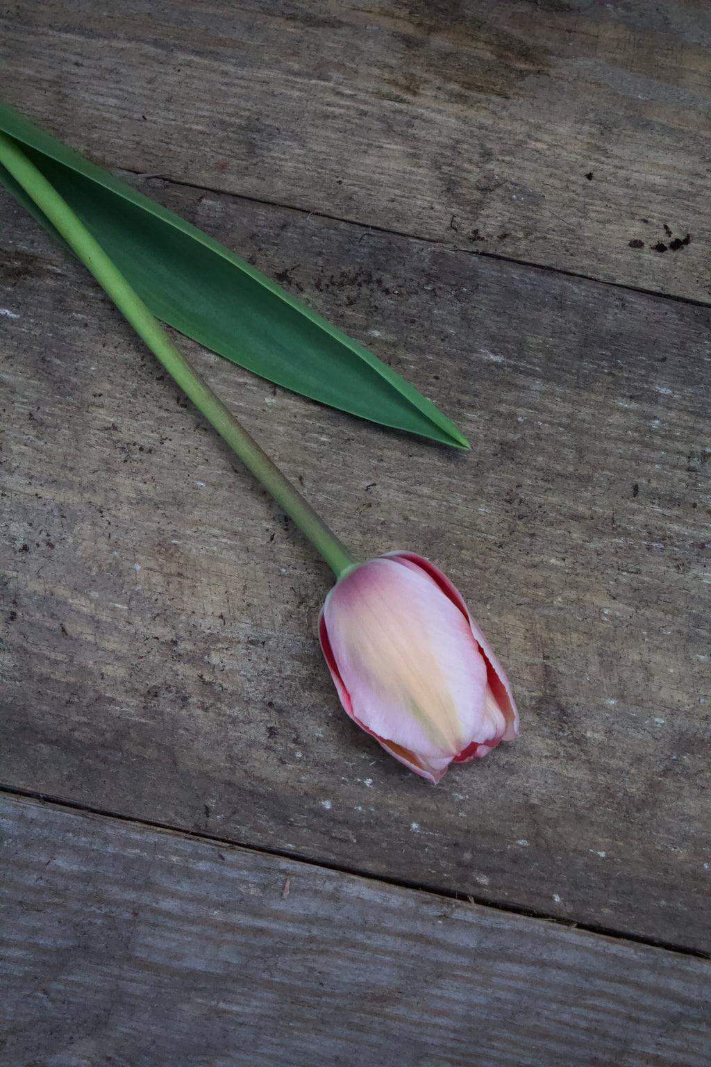 Tulipa 'Apricot Impression' 12/+