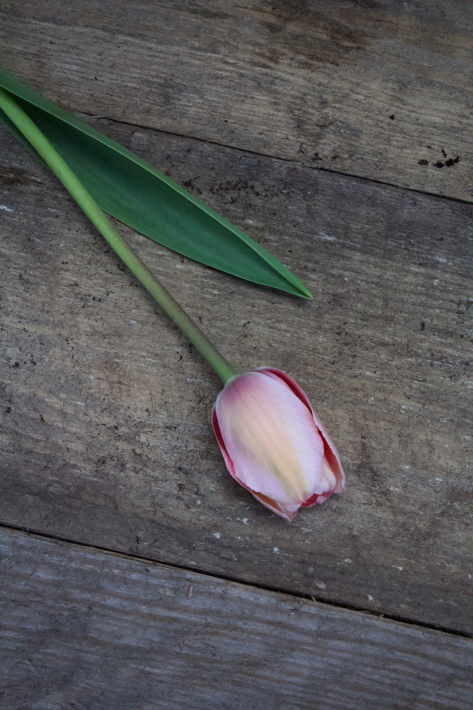 Tulipa 'Apricot Impression' 12/+