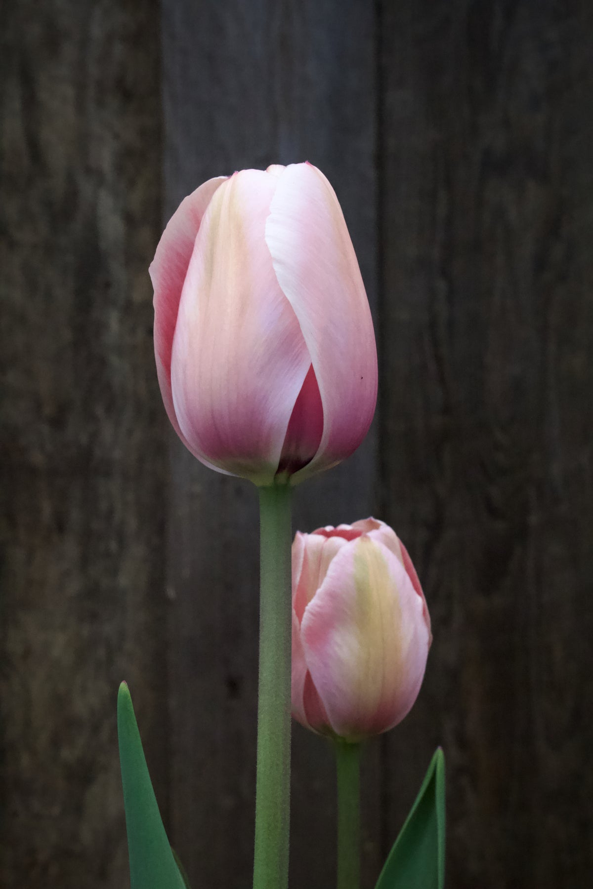 Tulipa 'Apricot Impression' 12/+