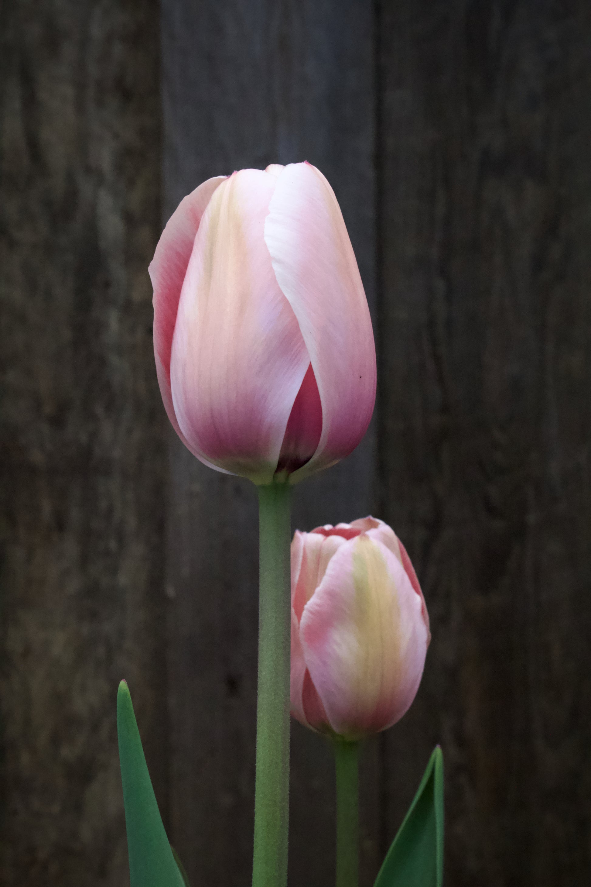 Tulipa 'Apricot Impression' 12/+