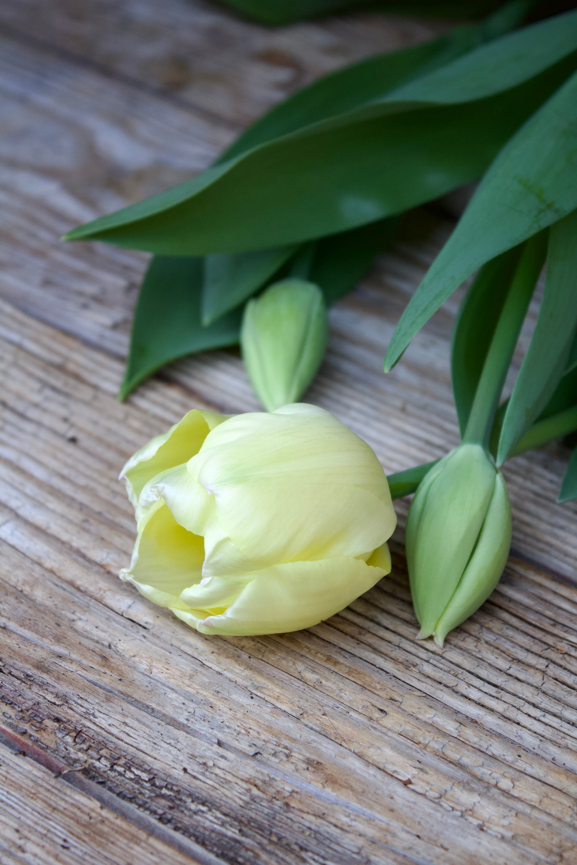 Tulipa 'Ivory Floradale' 12/+