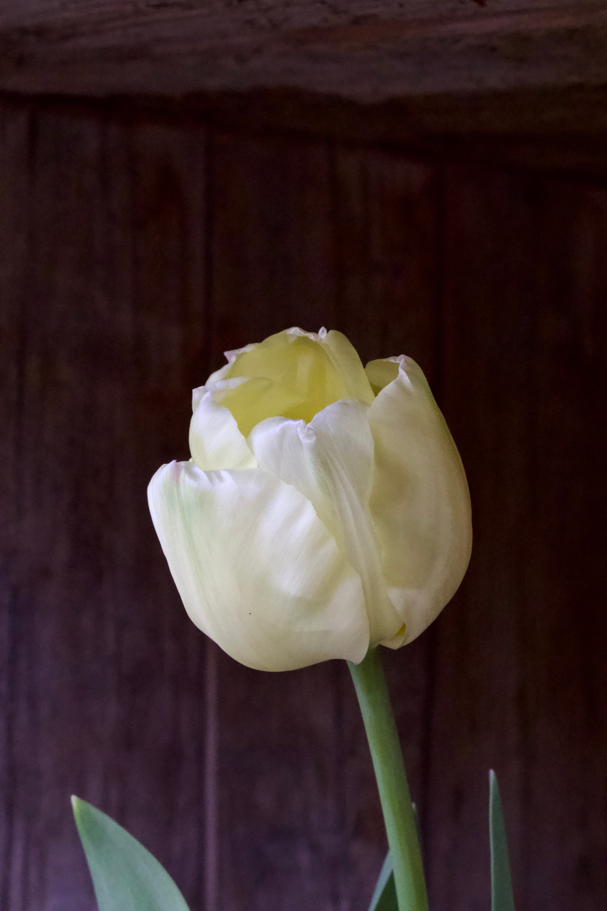 Tulipa 'Ivory Floradale' 12/+