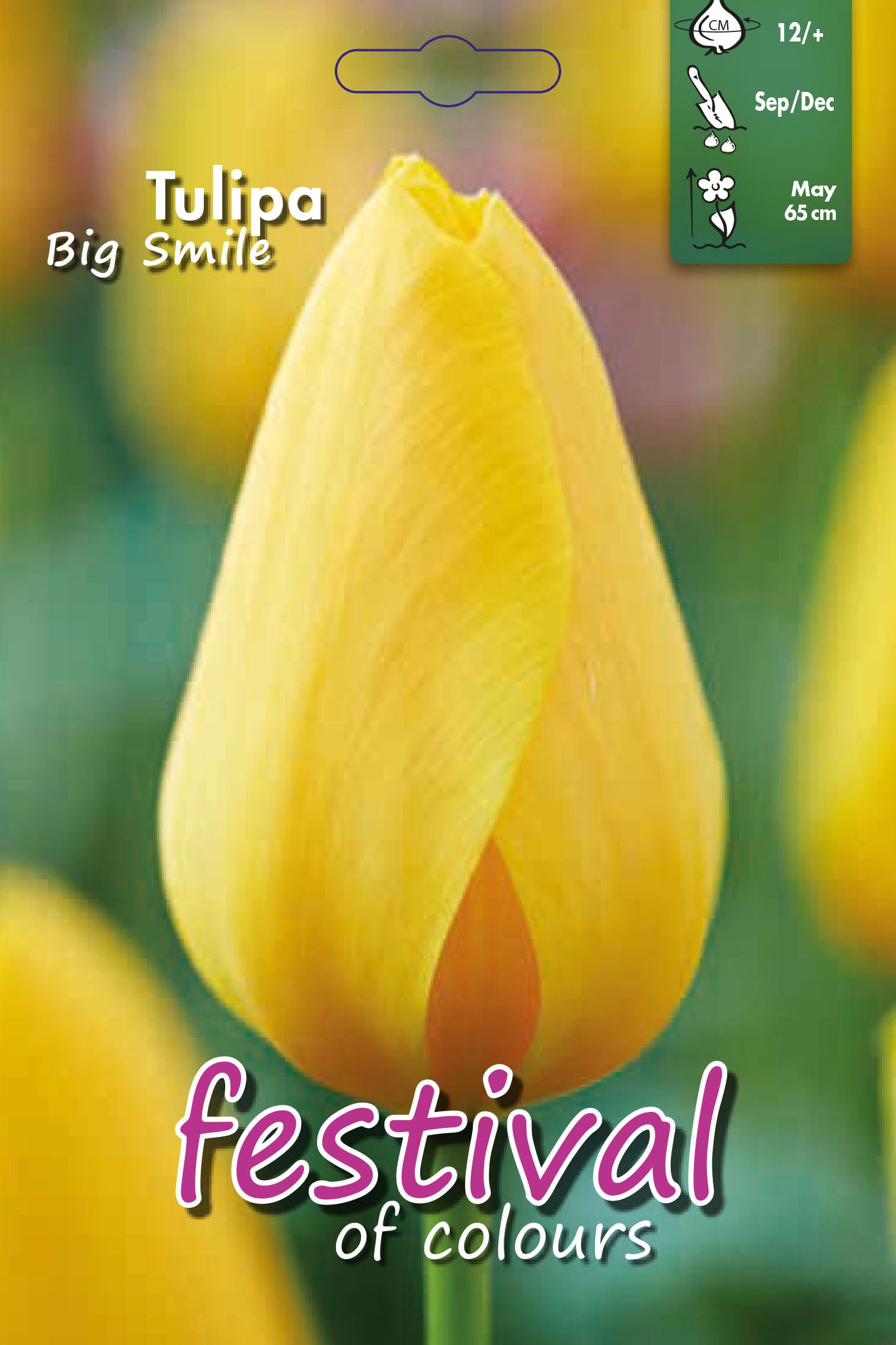 Tulipa 'Big Smile' 12/+