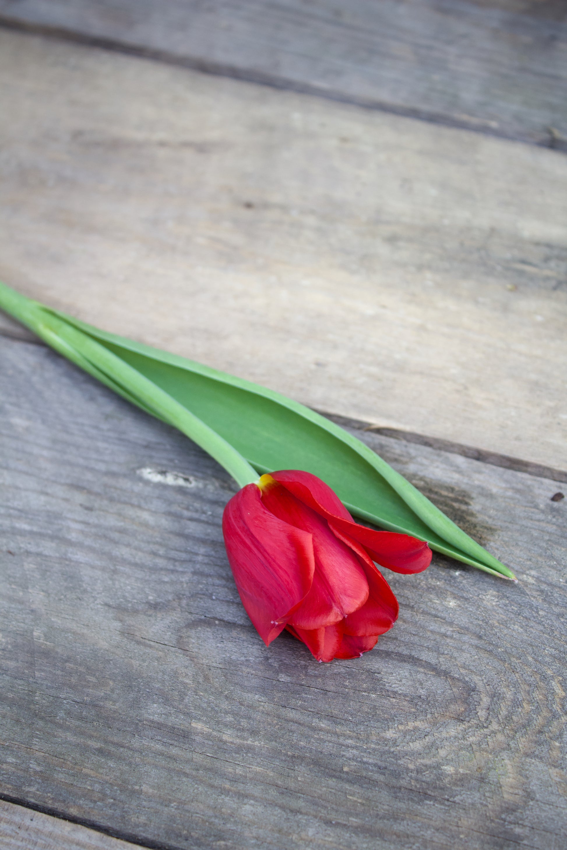 Tulipa 'Kingsblood' 12/+