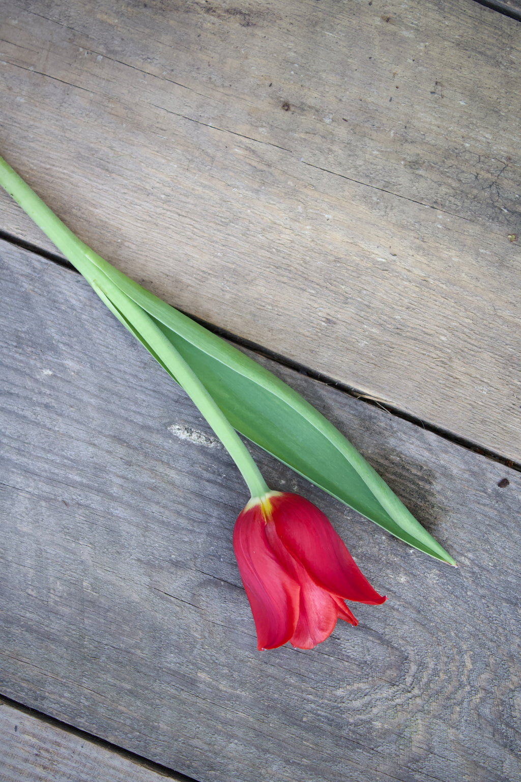 Tulipa 'Kingsblood' 12/+