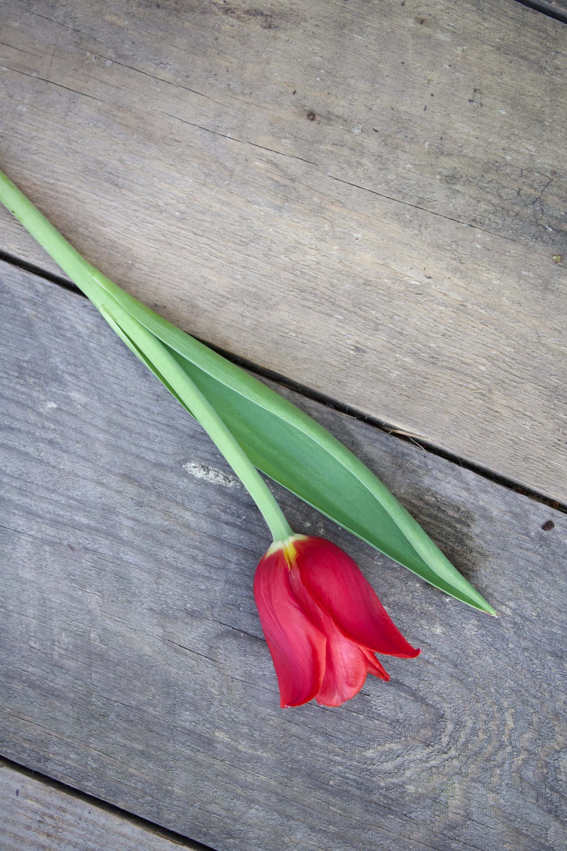 Tulipa 'Kingsblood' 12/+